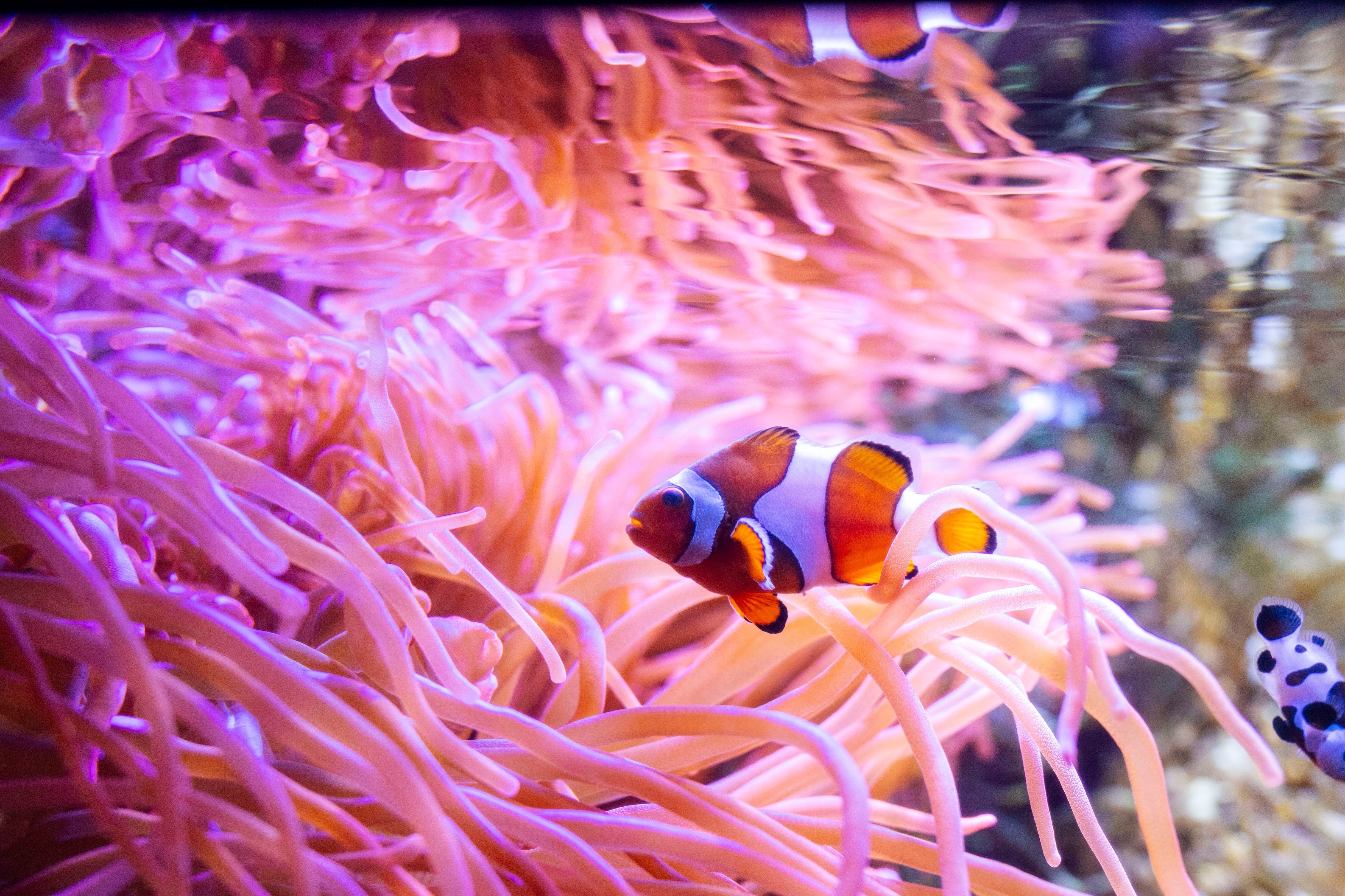 Fish swimming
