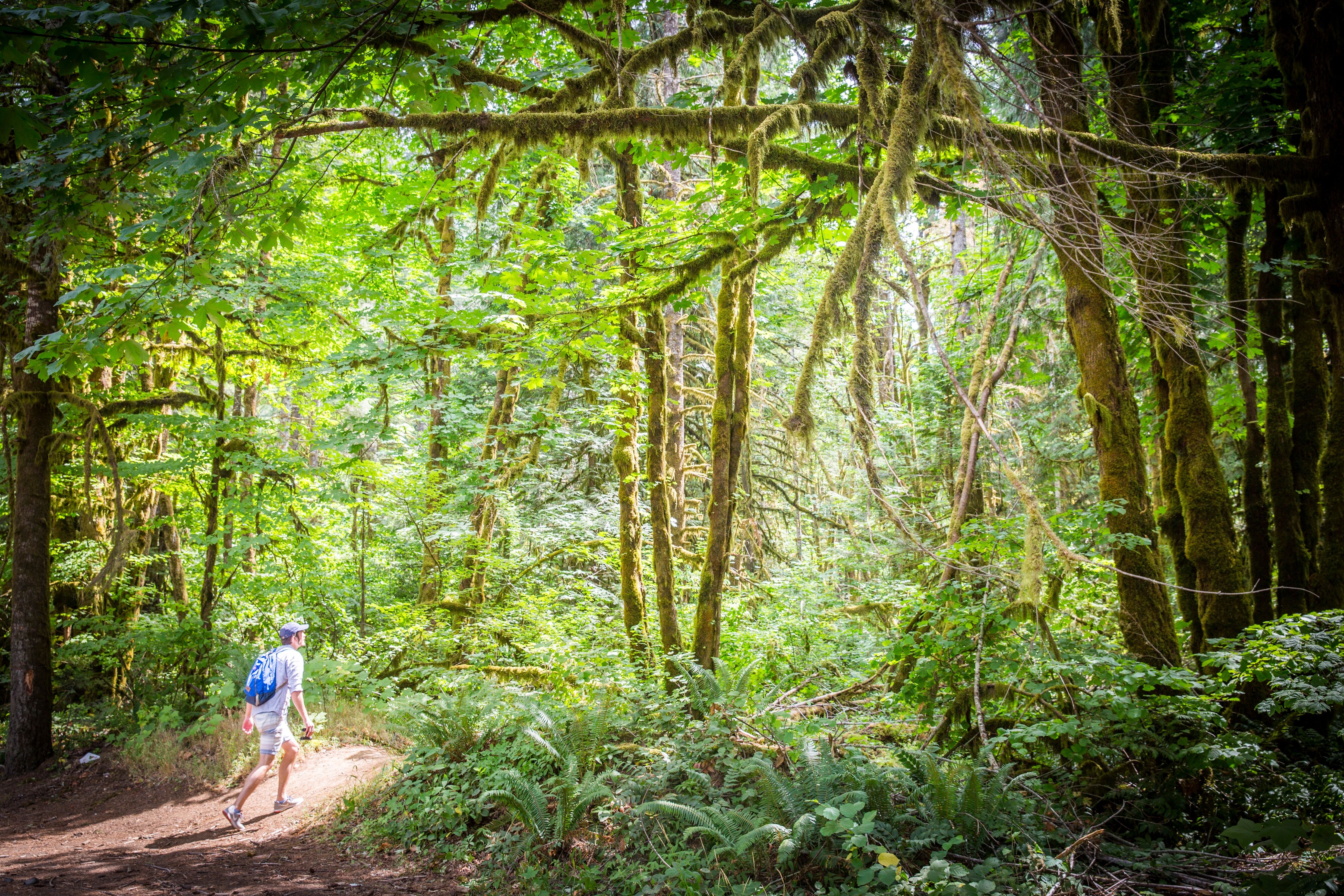Tillamook State Forest