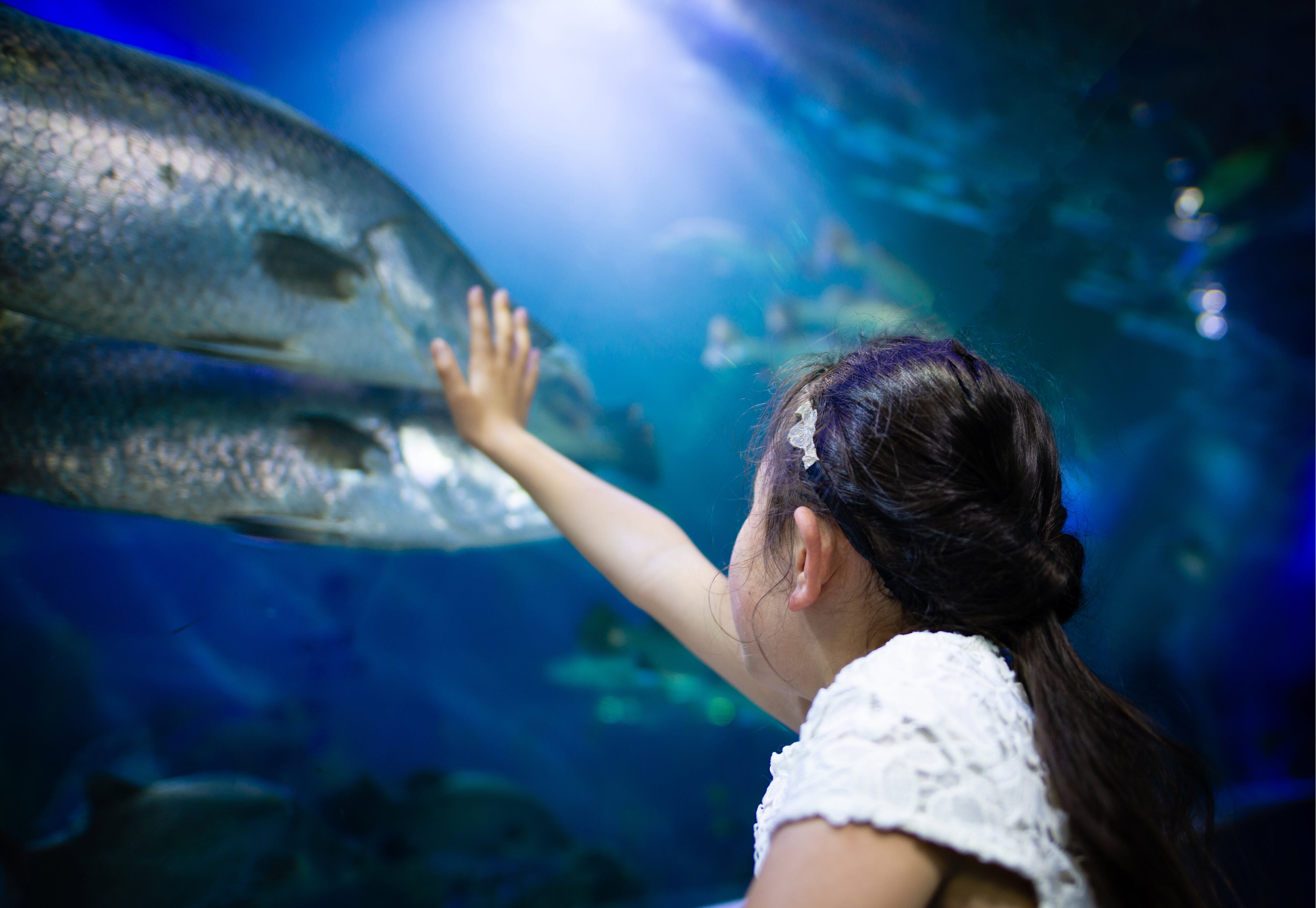 Child at an aquarium