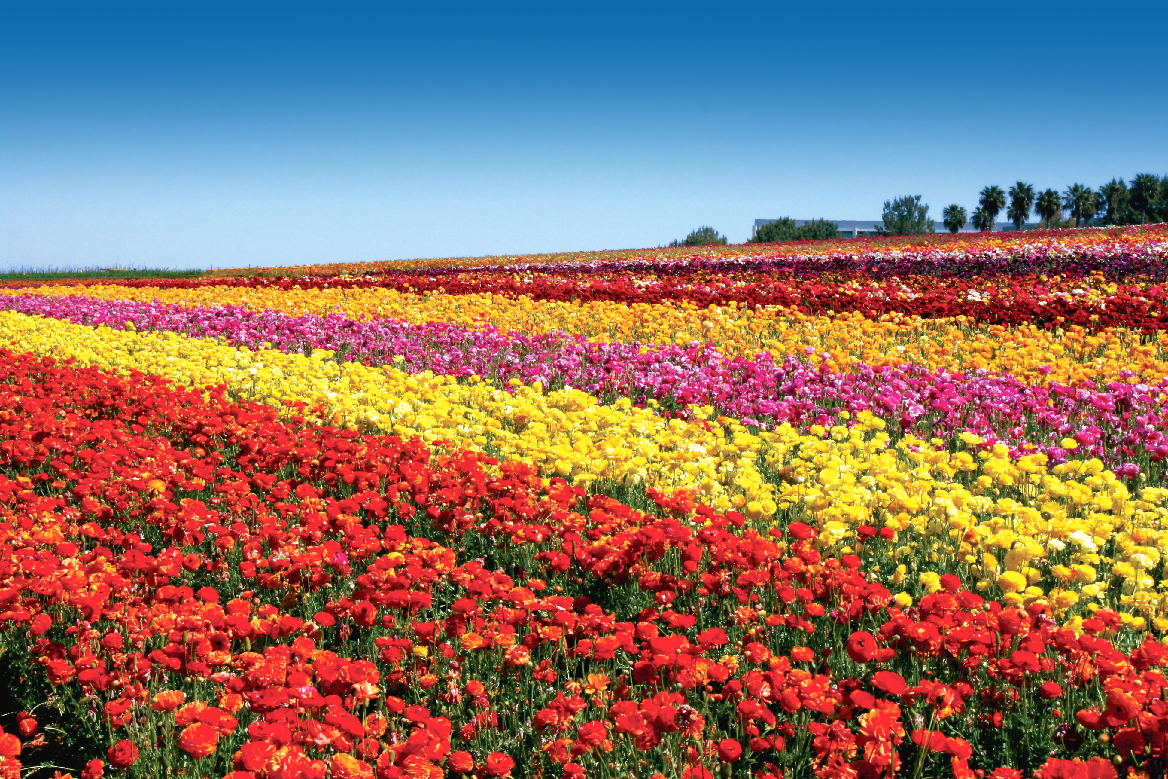 The Carlsbad Flower Fields