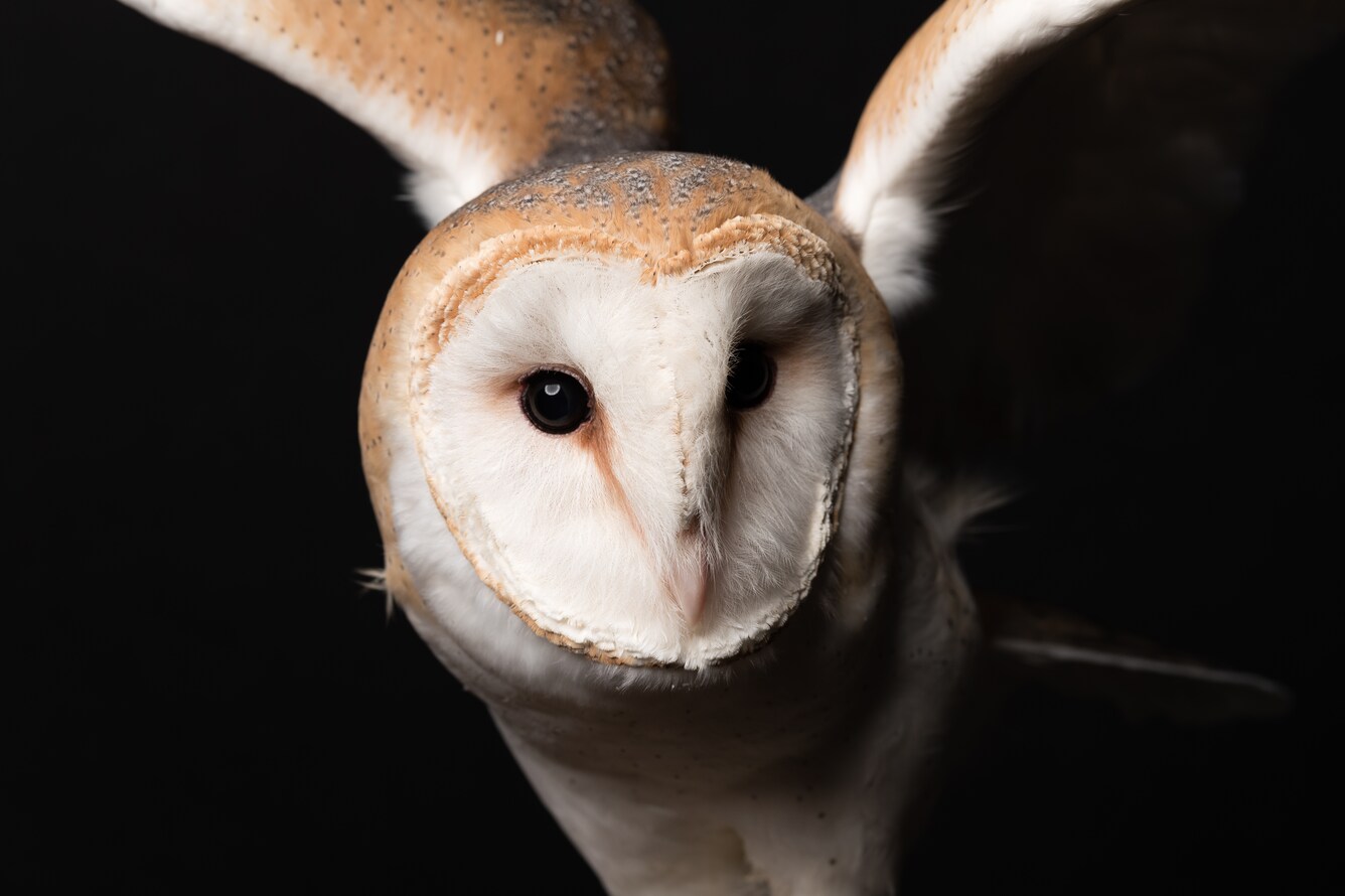 Barn owl in flight.