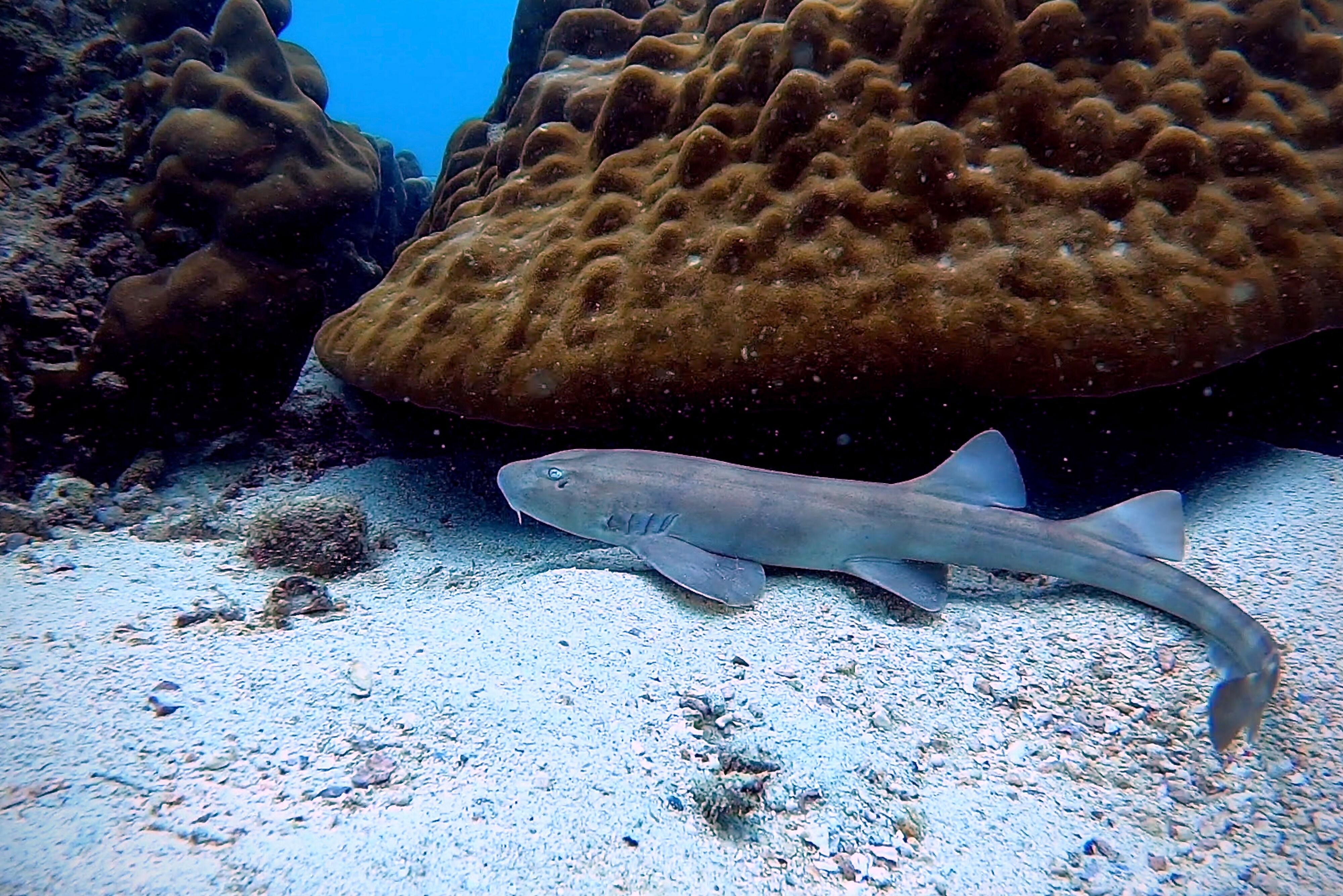 Bamboo shark