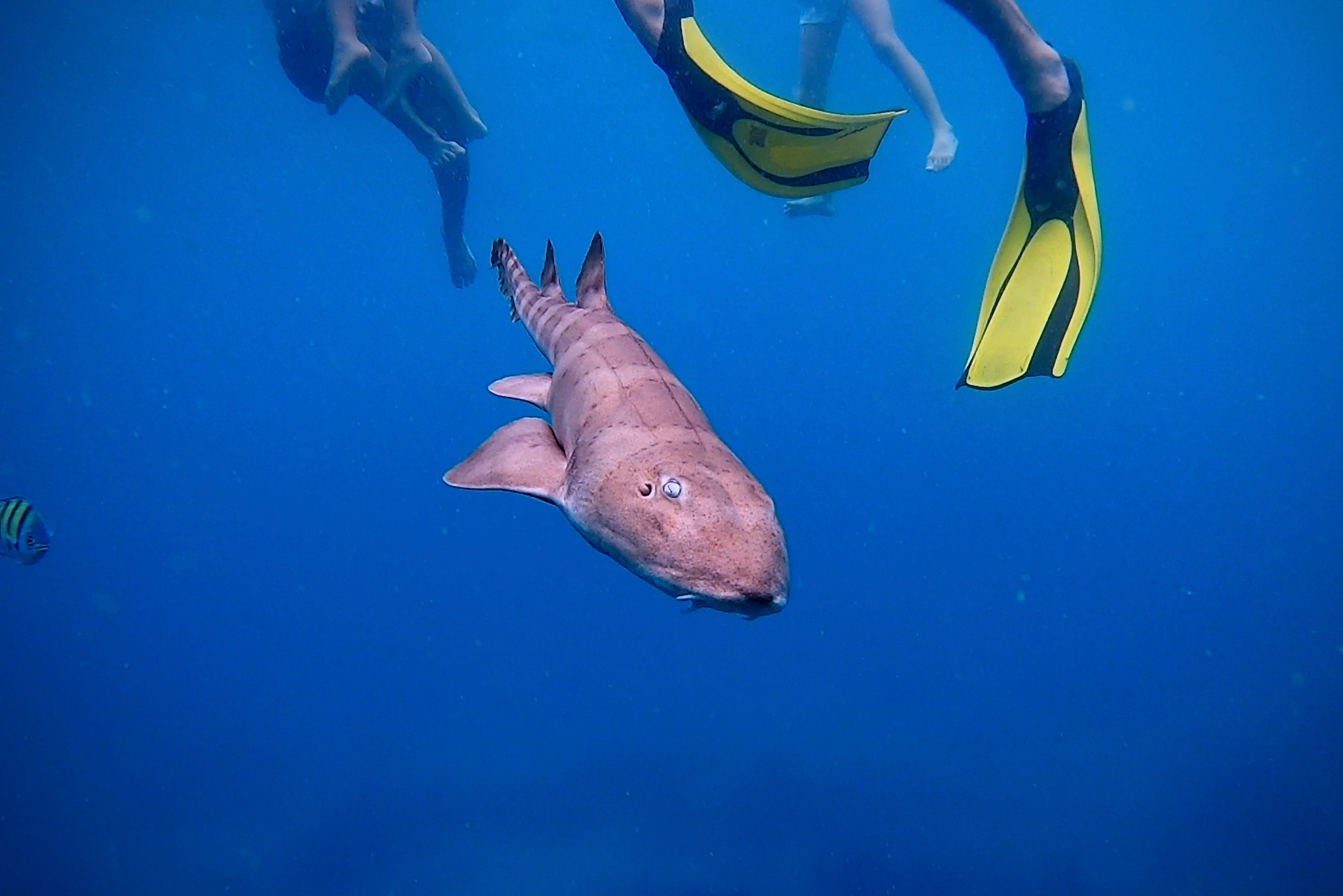 Bamboo shark