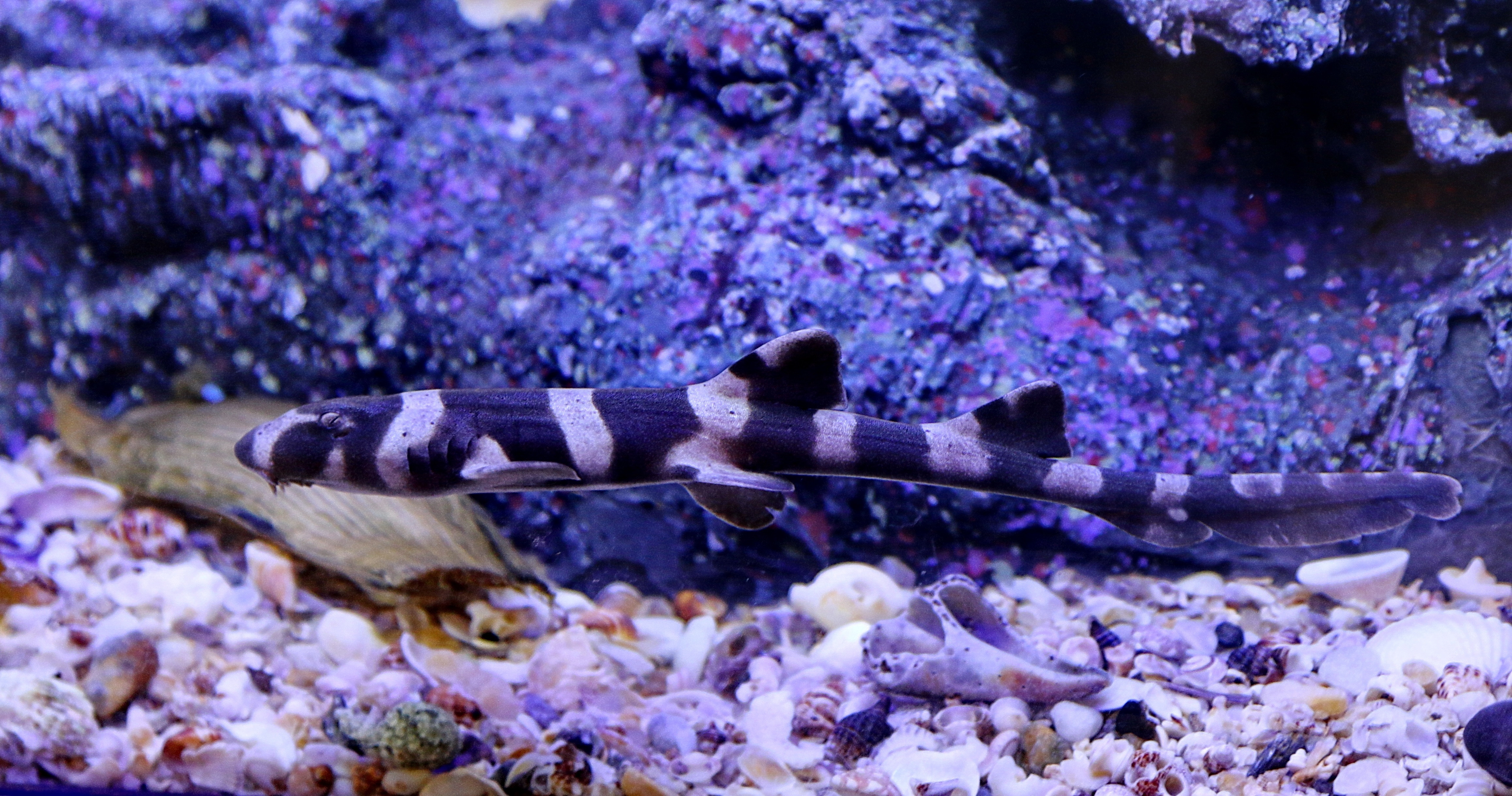 Bamboo shark