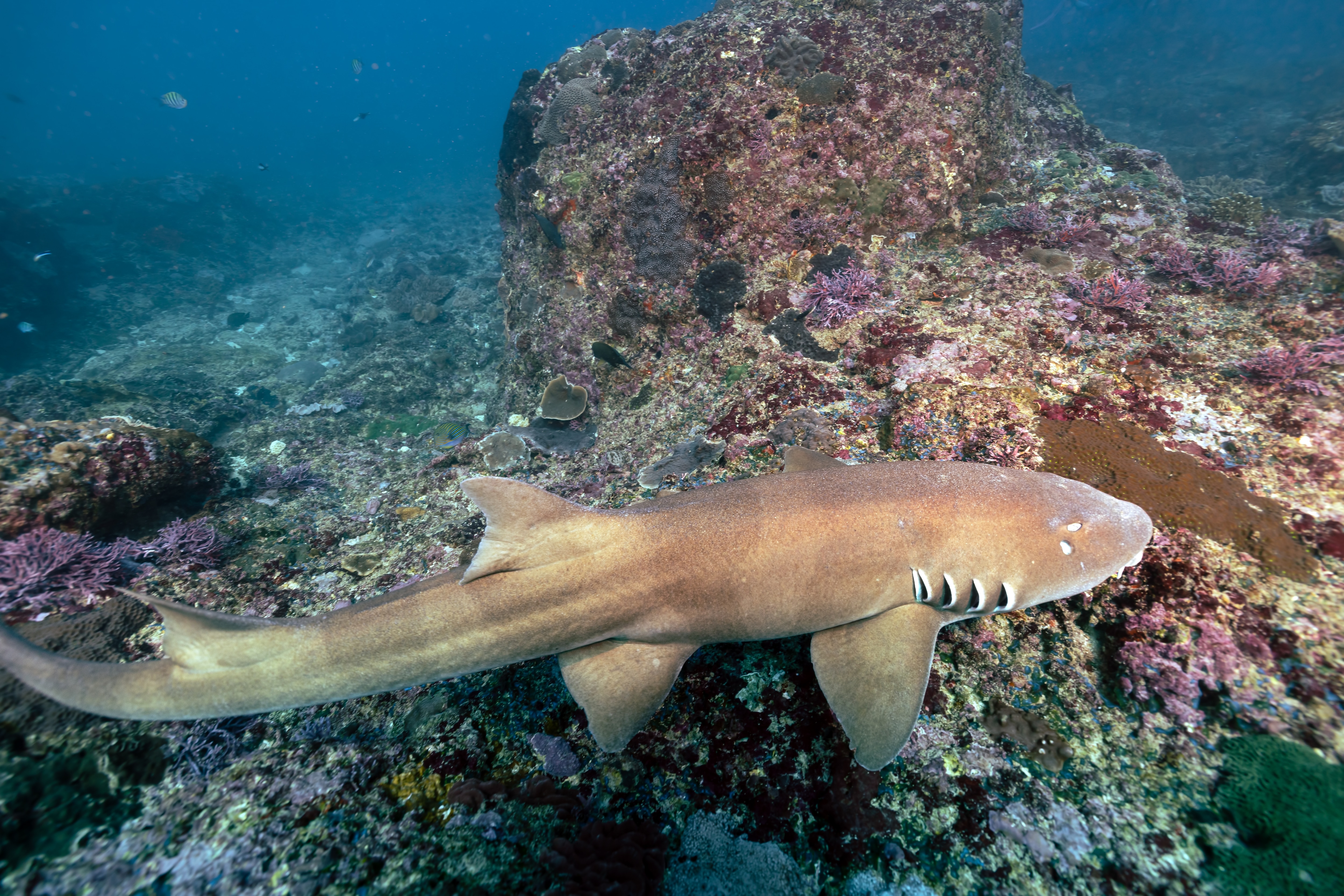 Shark nursery