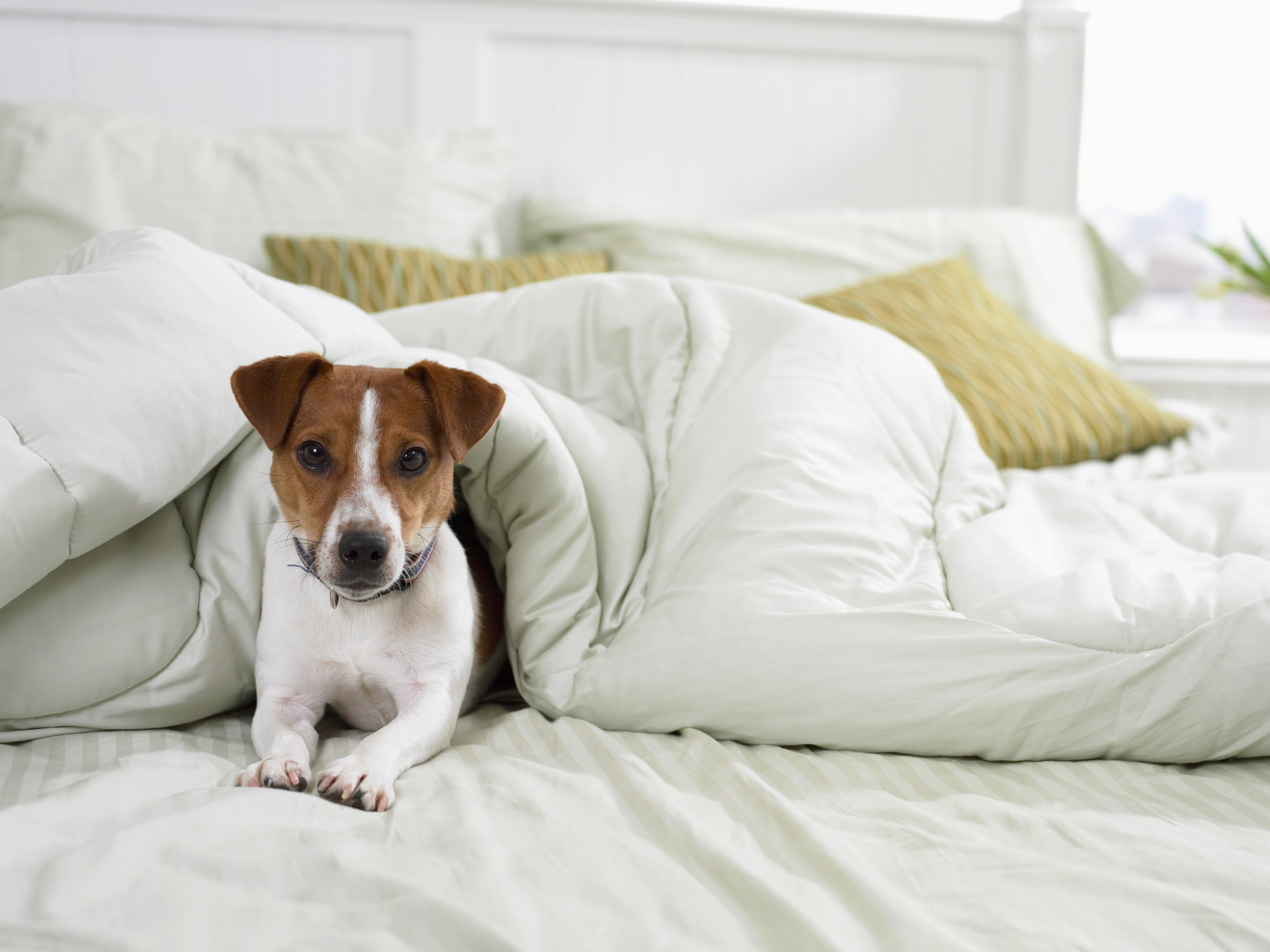 Dog laying on bed