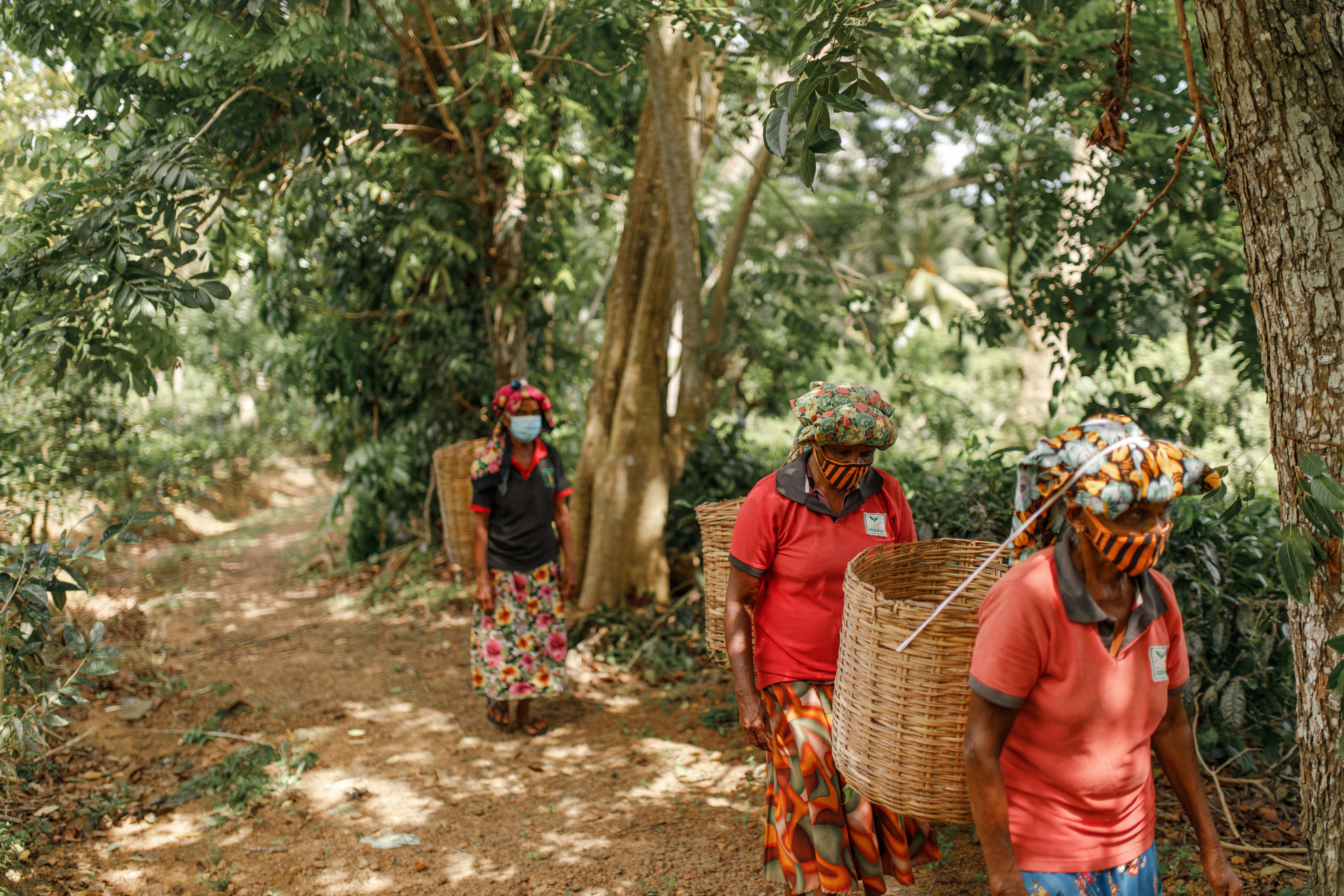 Tea Workers Carrying Tea