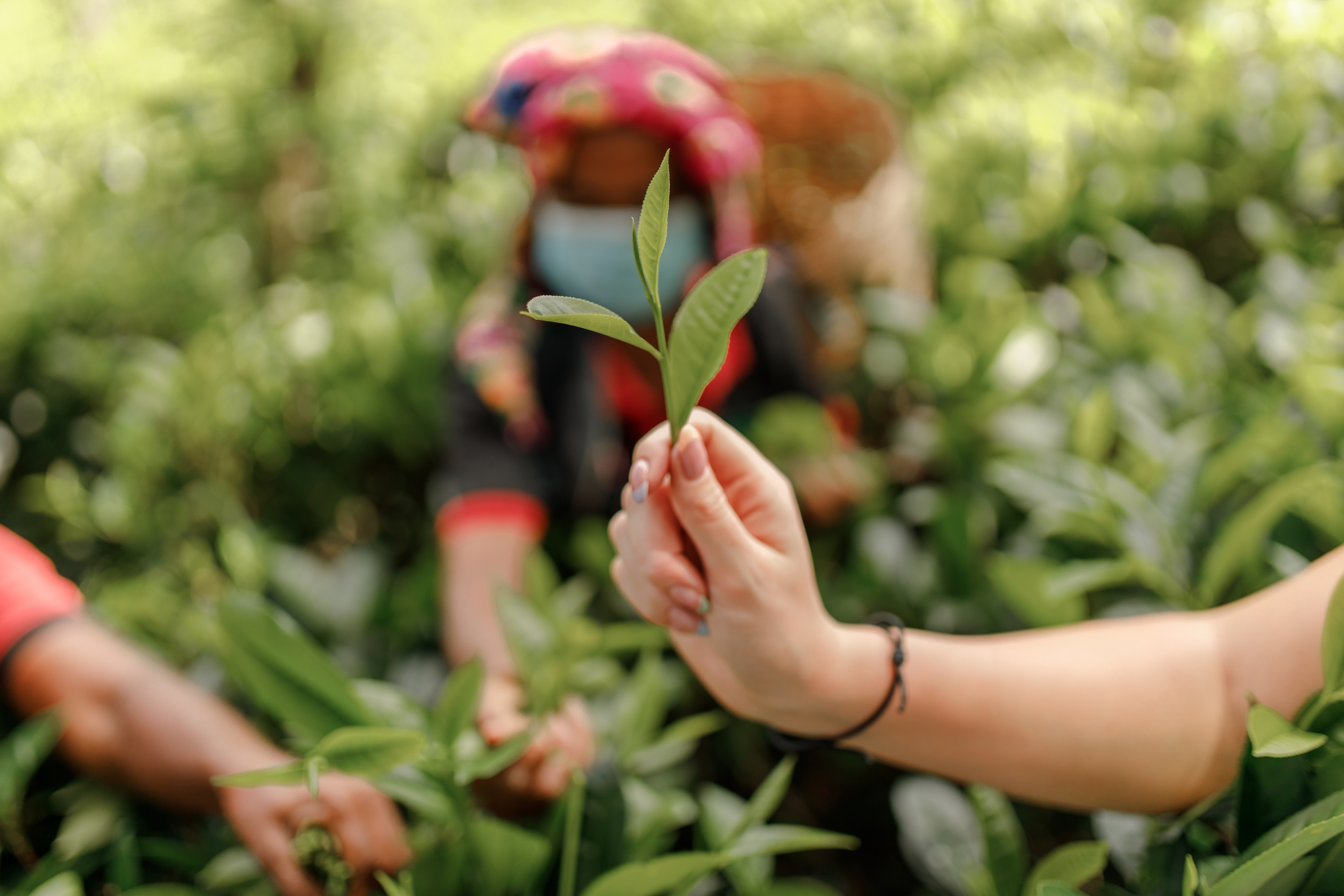 Tea Leaf Being Held Up