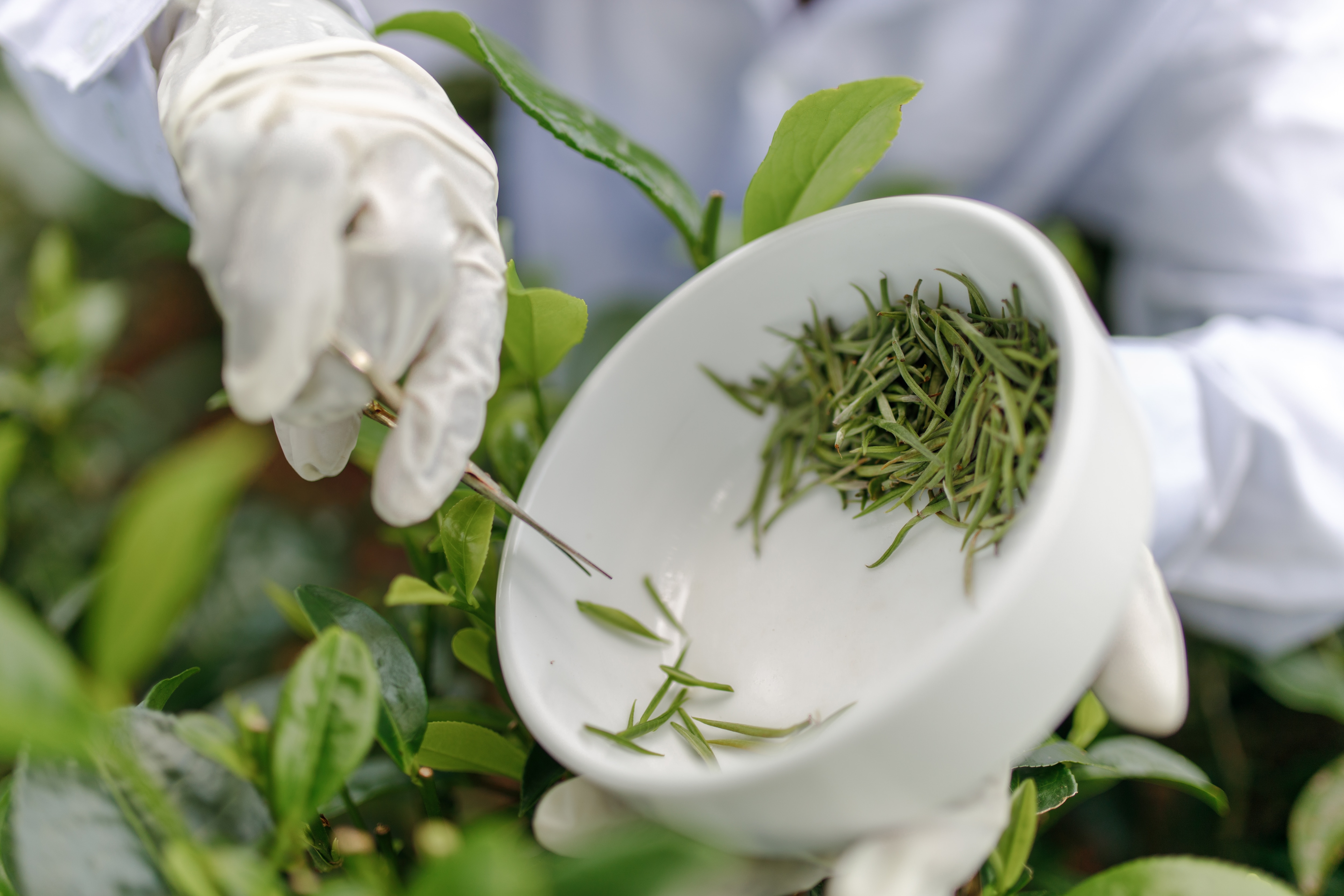 White Tea Leaves