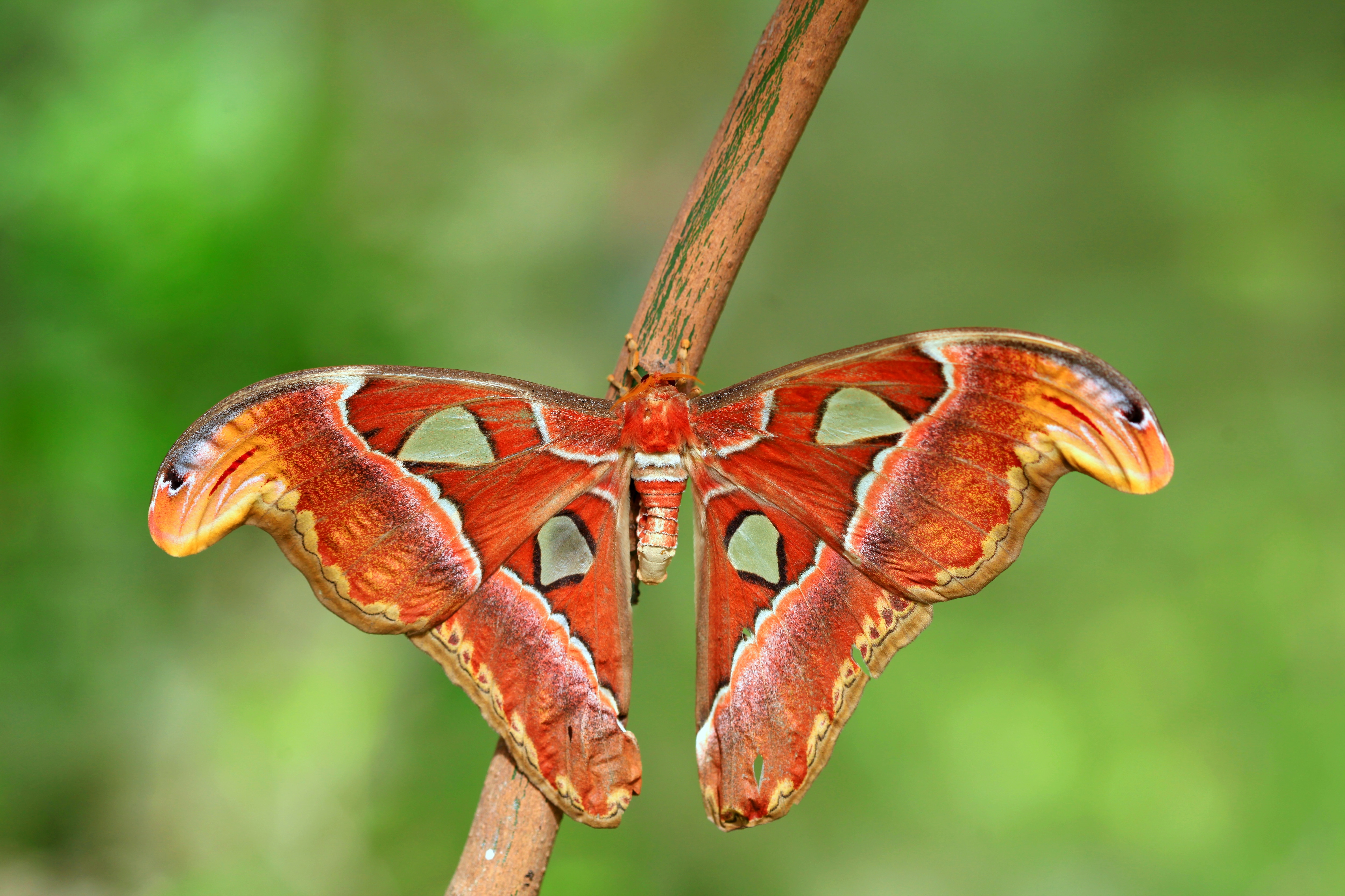 Attacus atlas