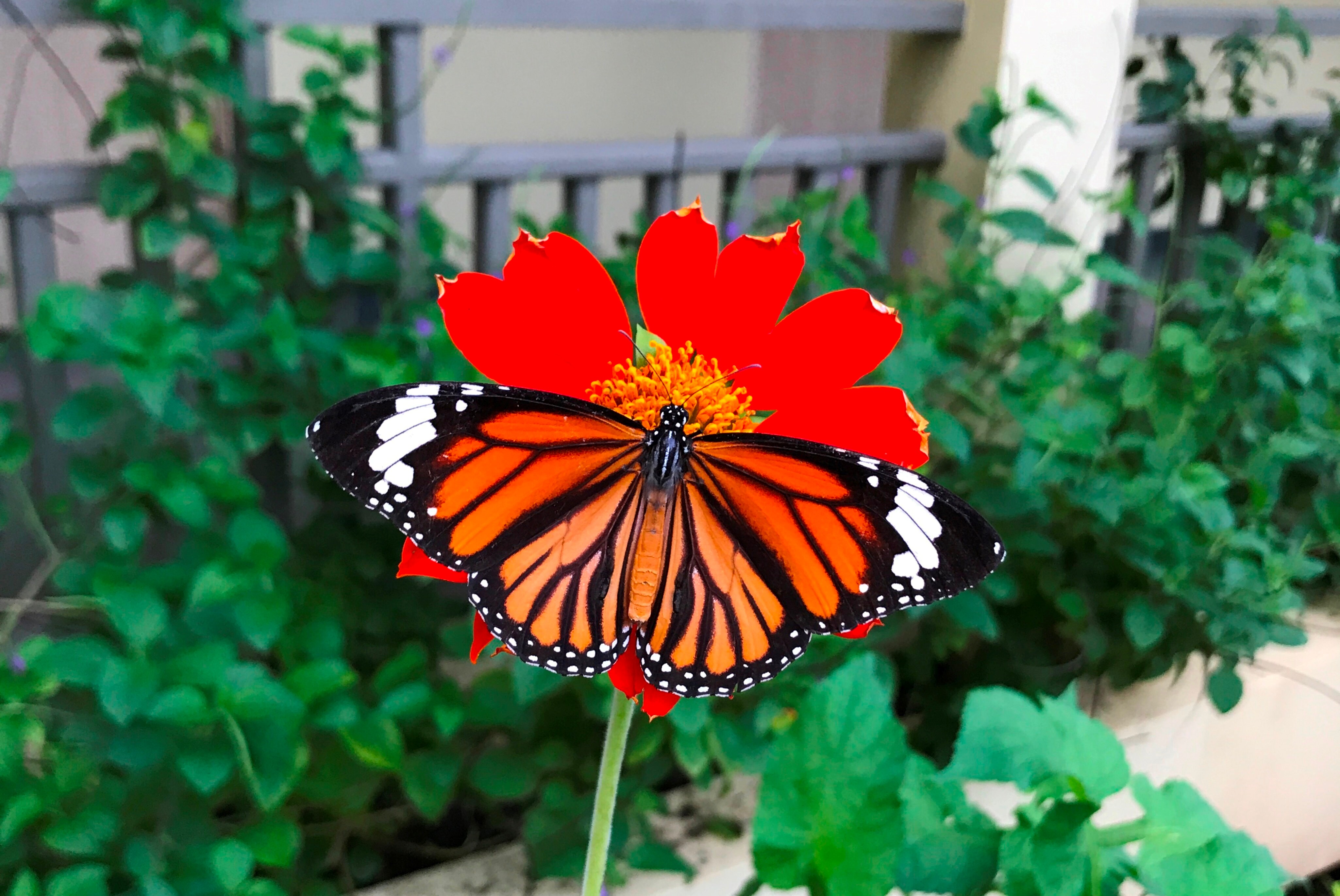 Danaus genutia