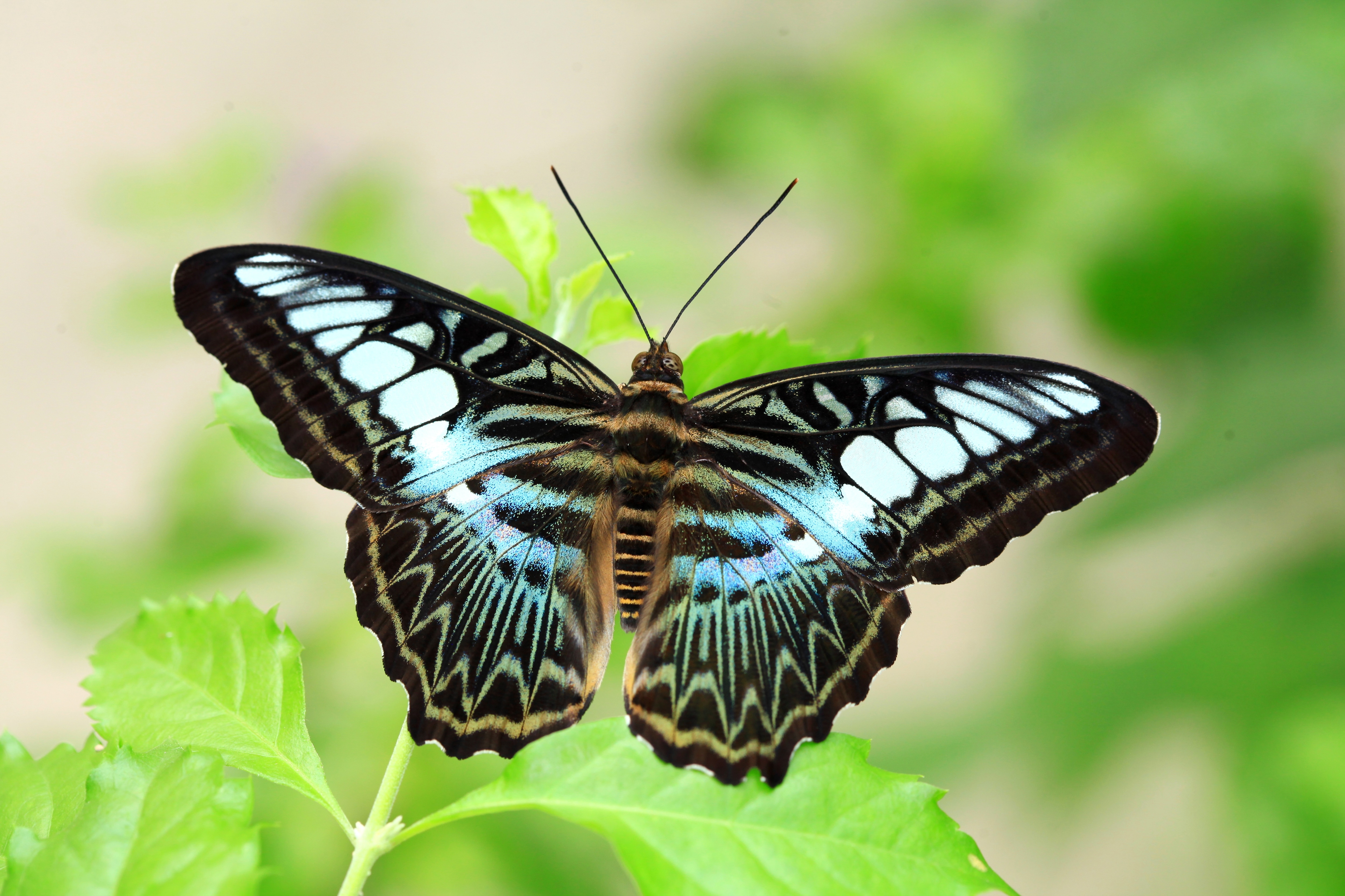 Parthenos sylvia