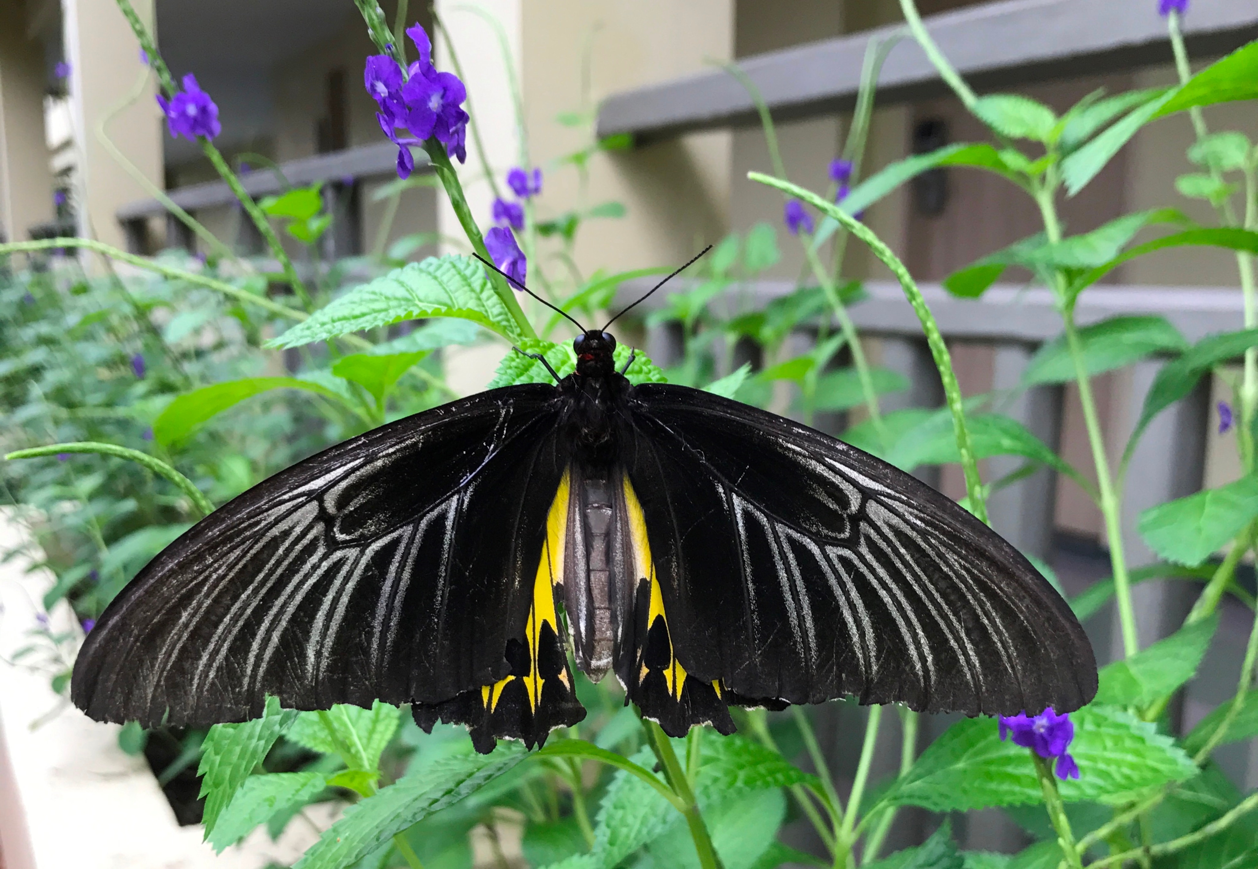 Troides helena