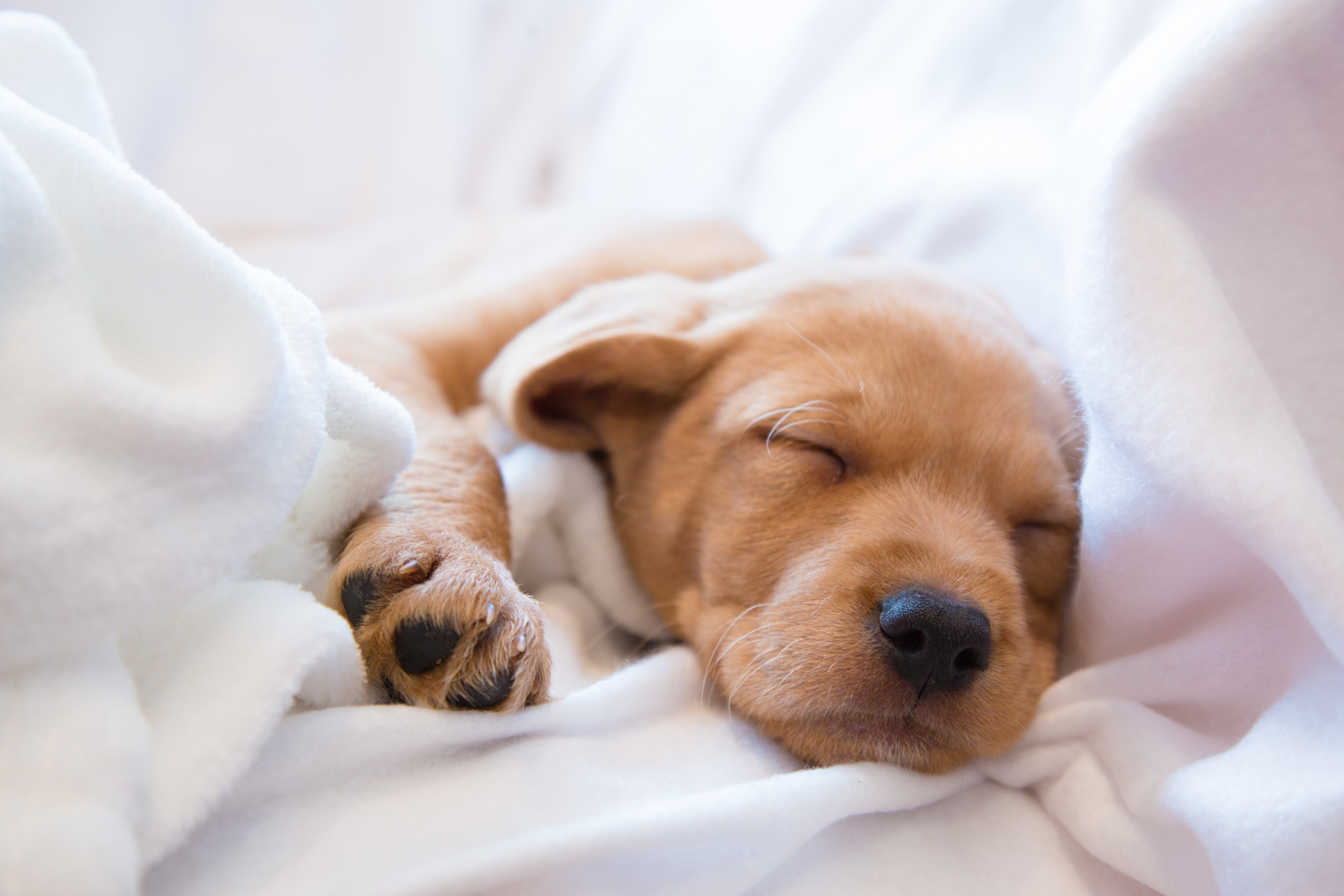 Dog sleeping