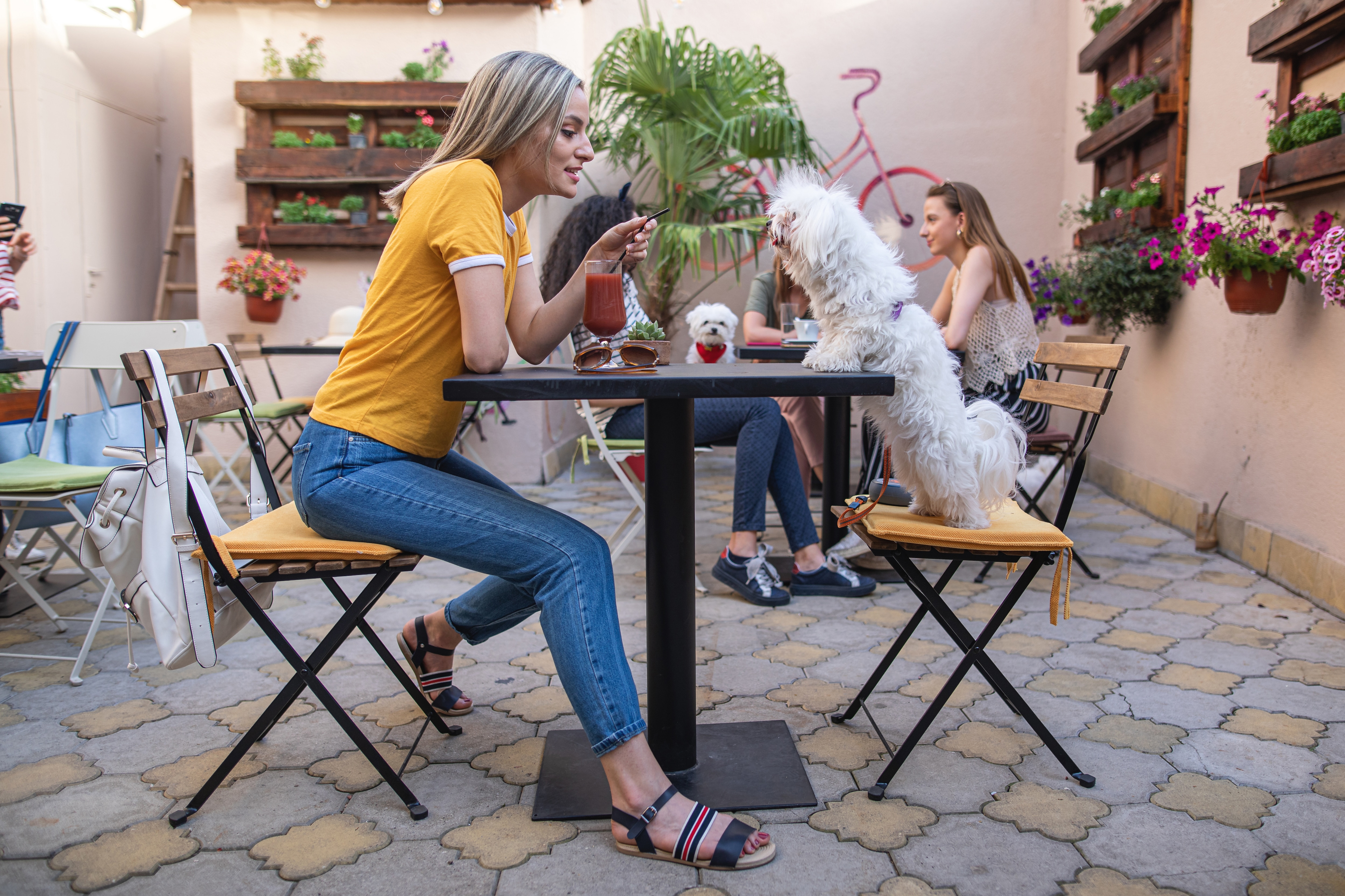 dog and owner at restaurant
