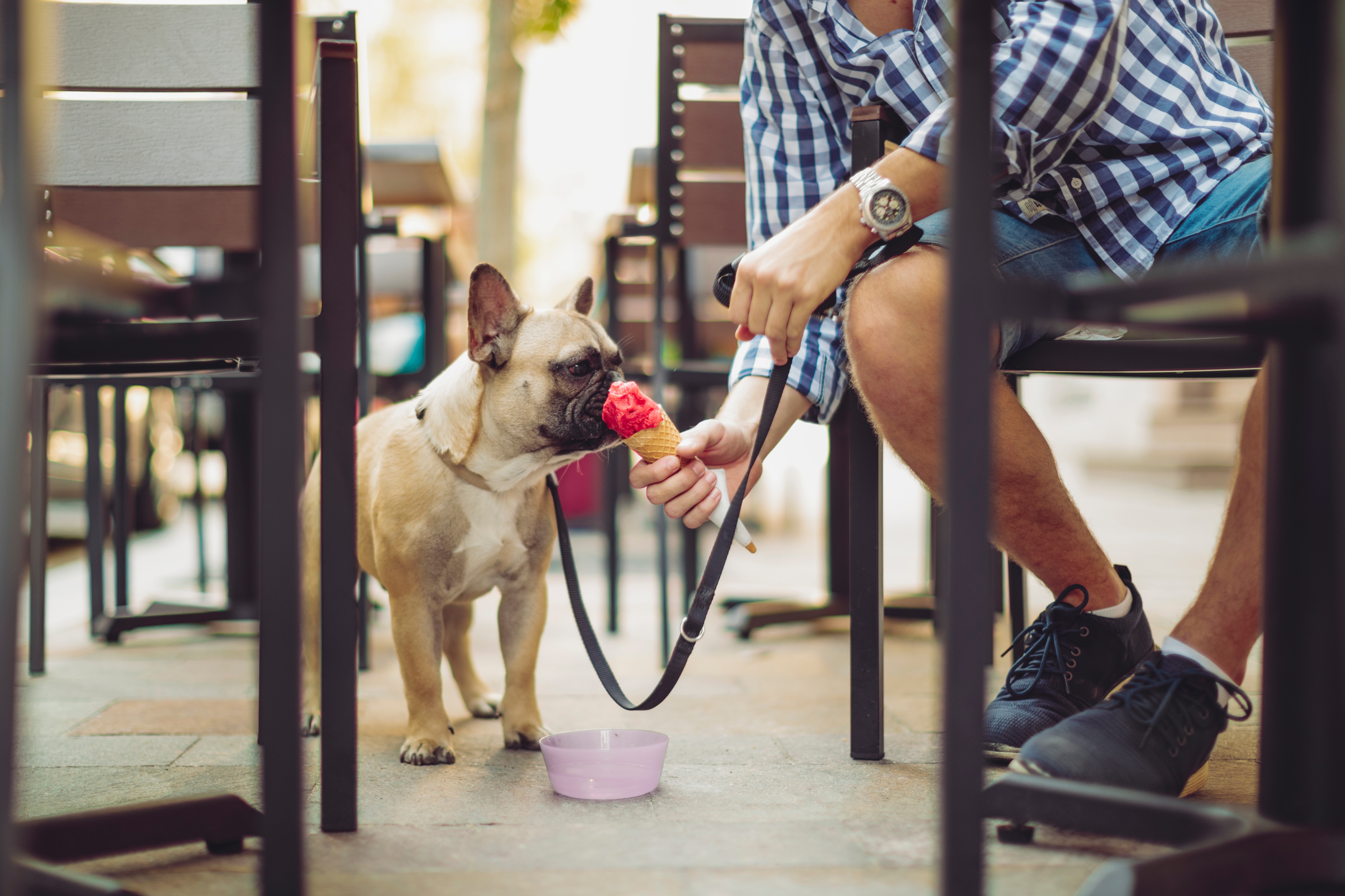 dog with ice cream