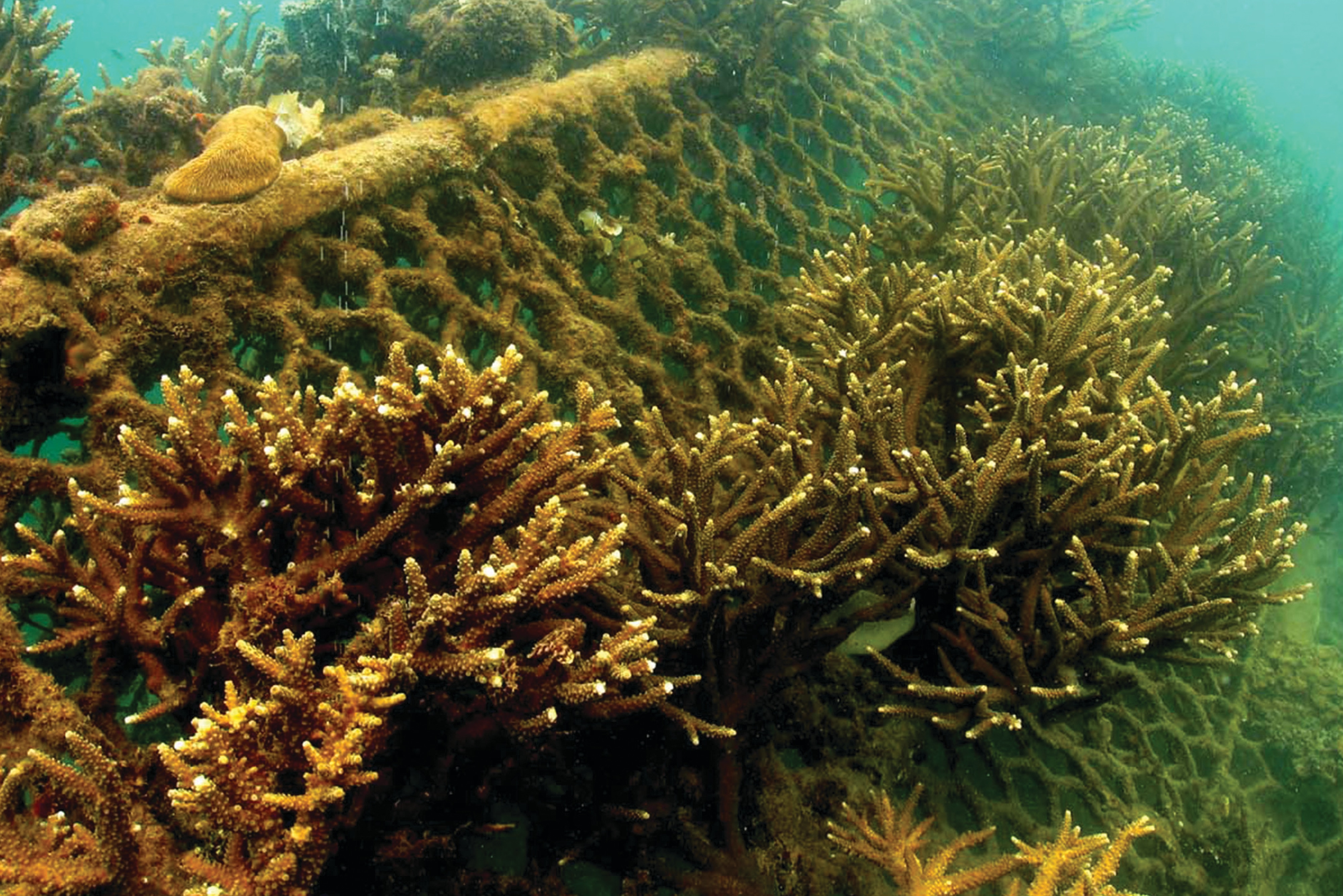 Coral Growing