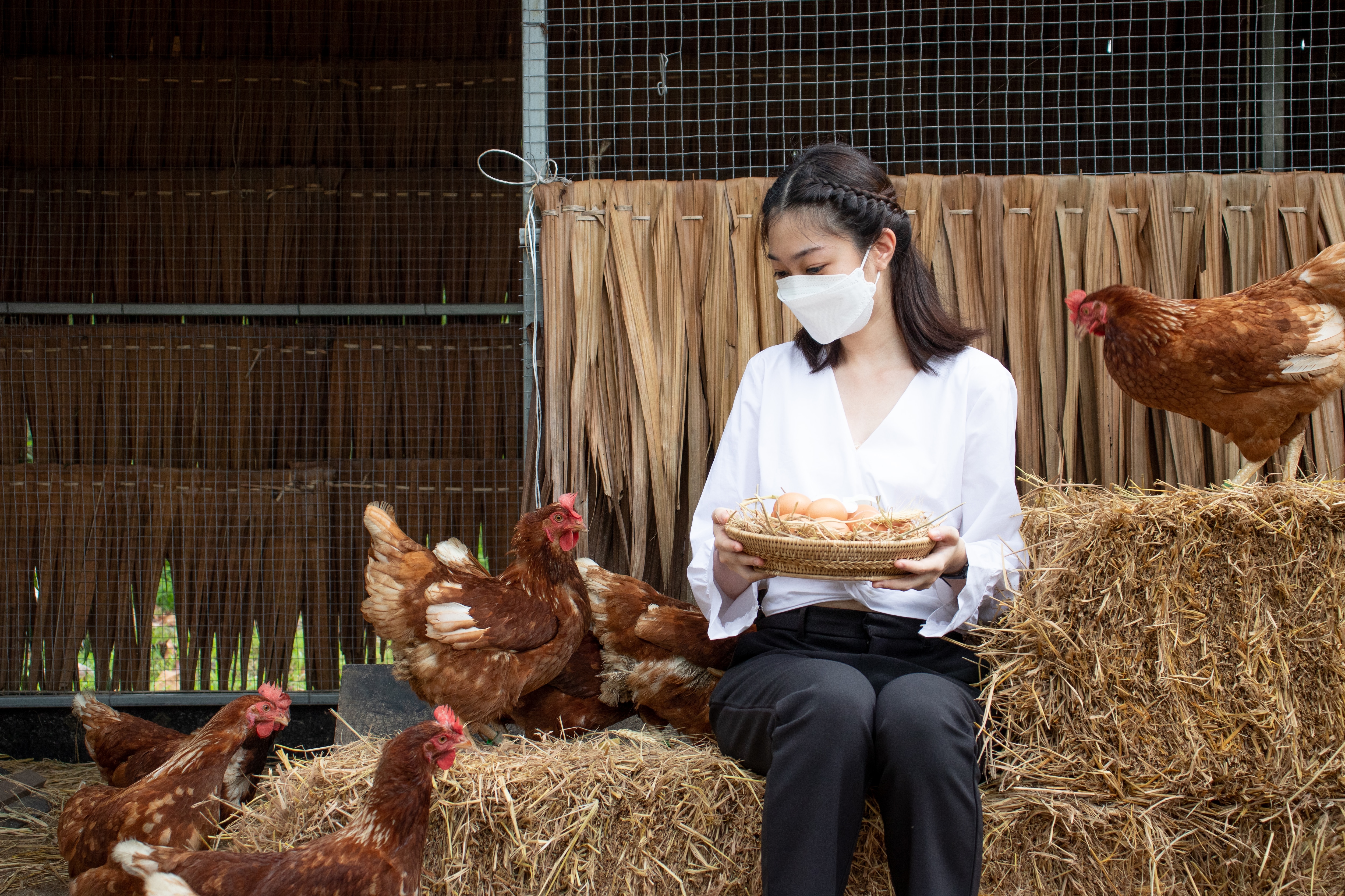 Person sitting in a chicken coop holding a basket of chicken eggs.