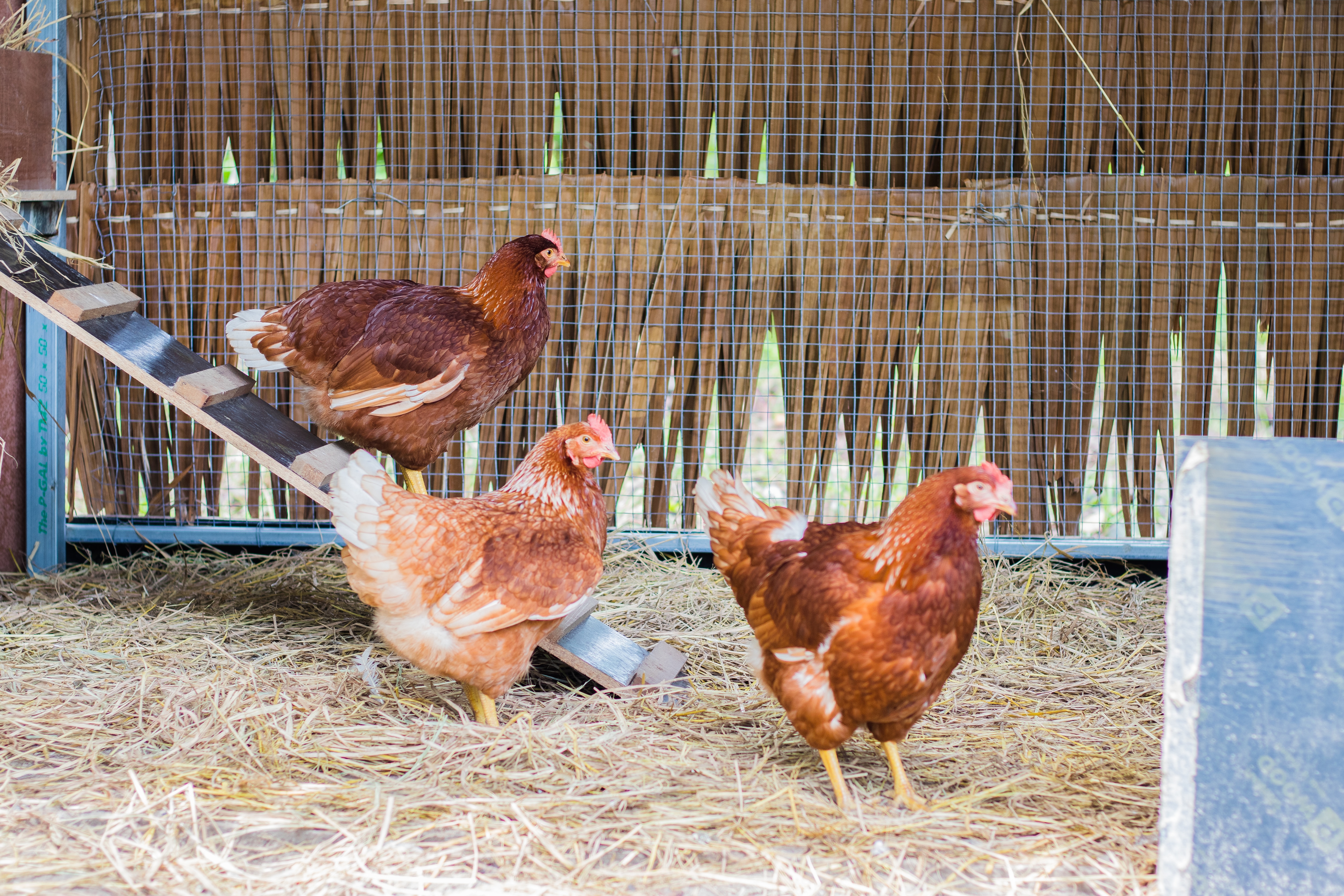 Three chickens in a coop.