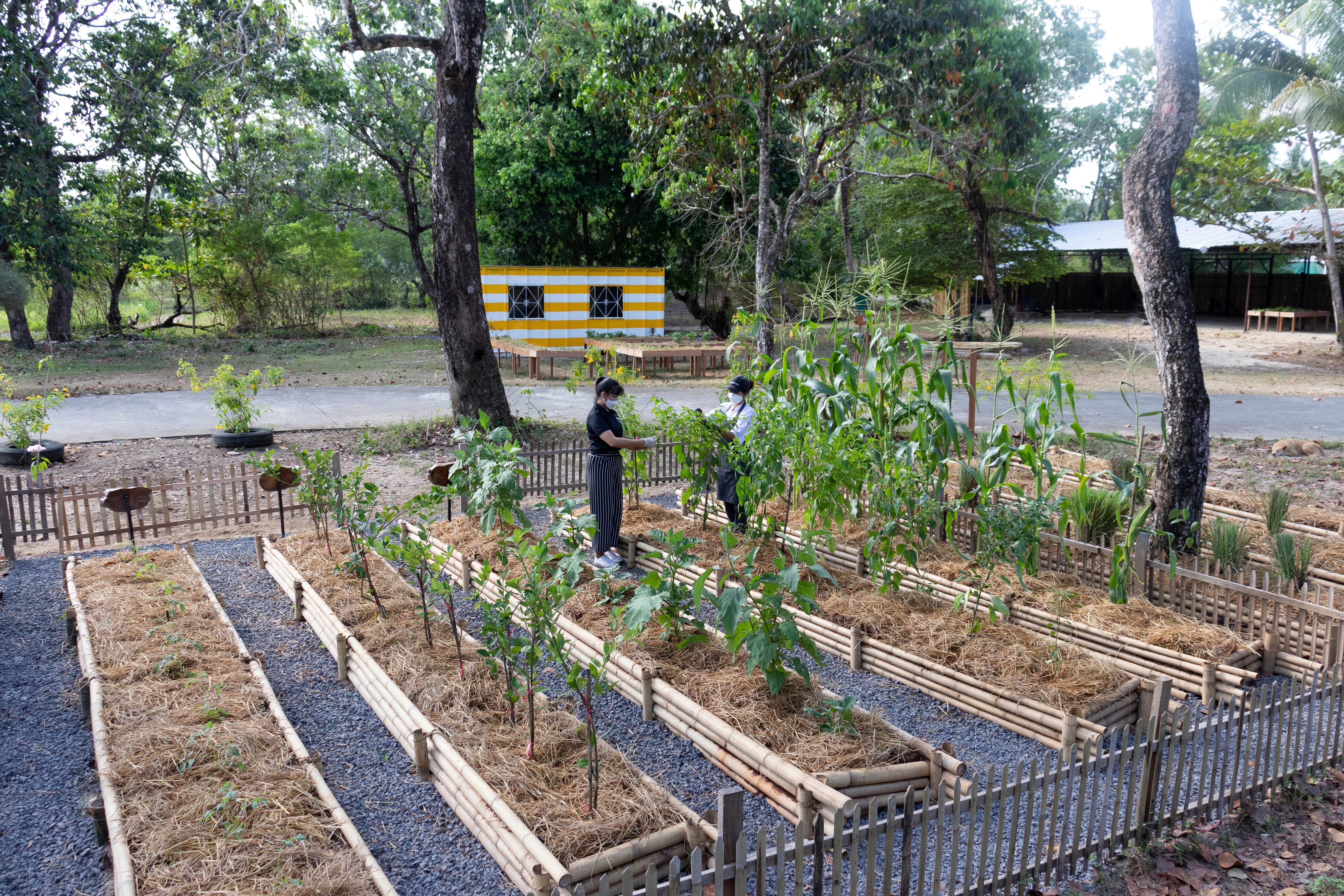 An herb garden.