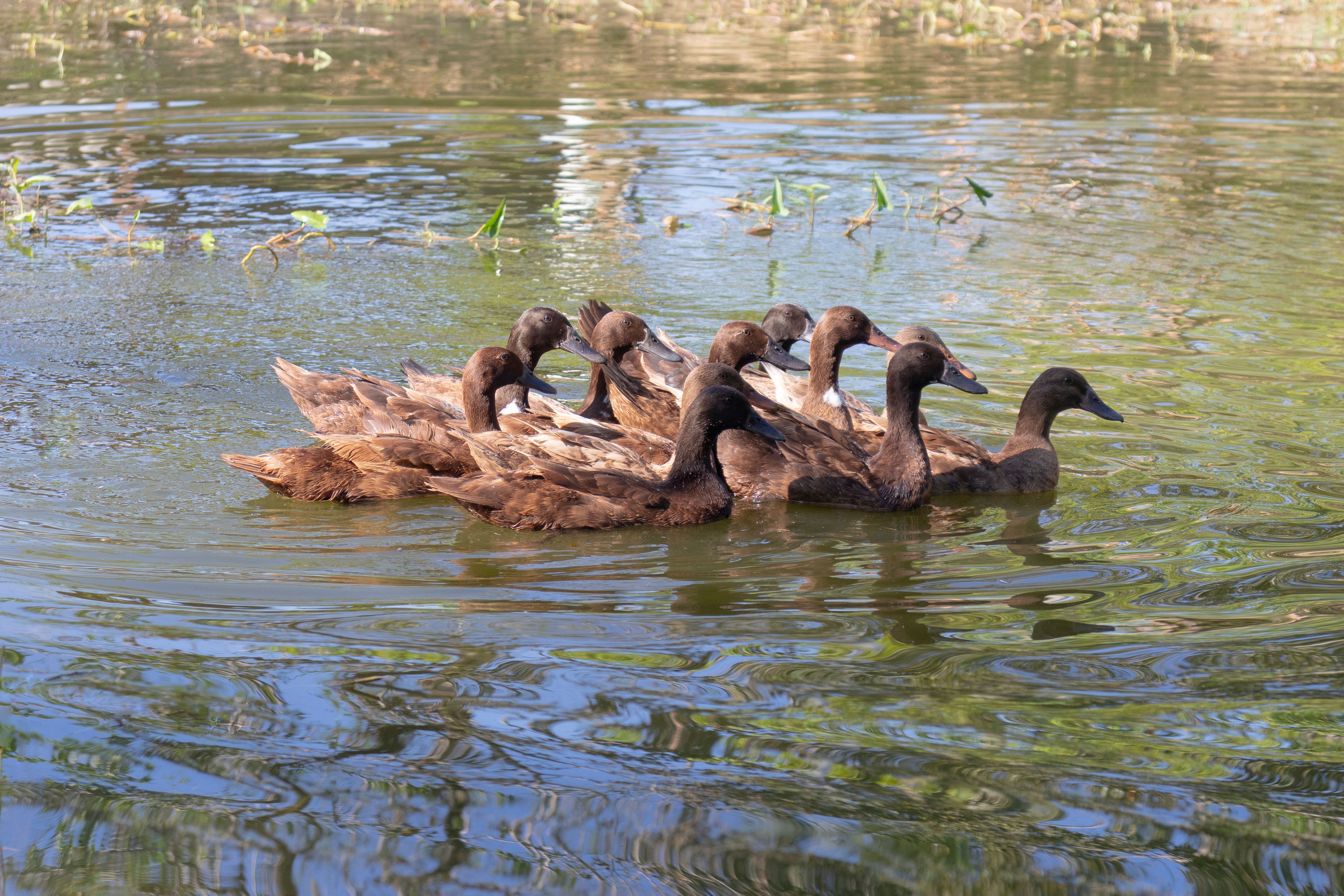 A group of ducks swimming together.