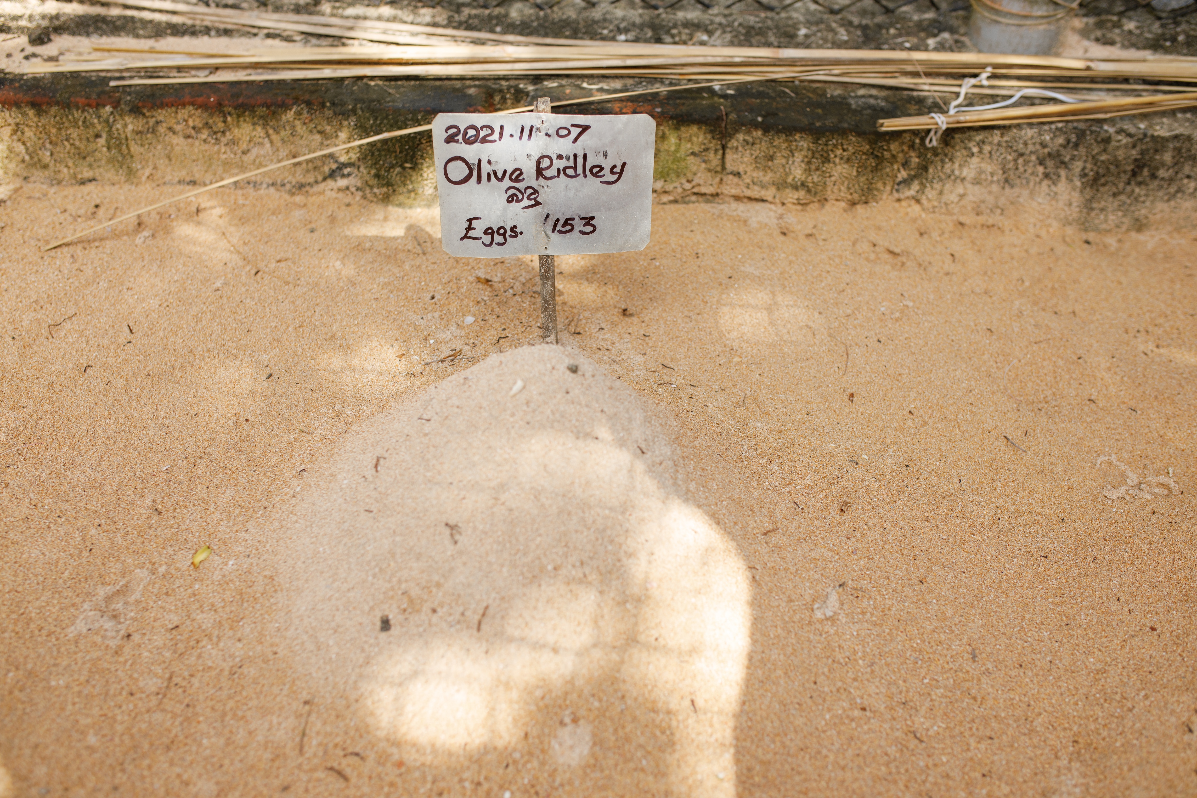 Number of Eggs a Turtle Laid