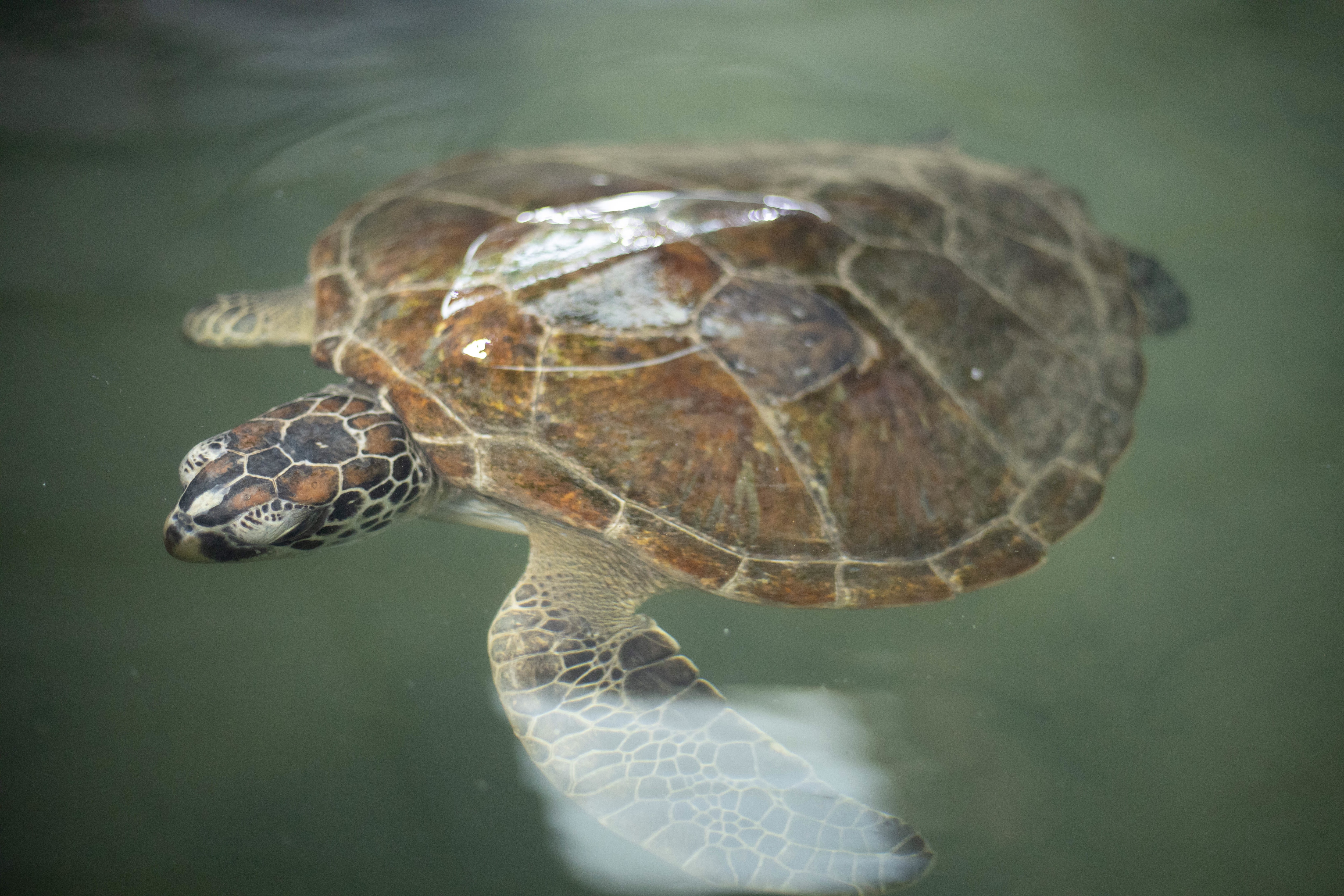 Saved turtles 