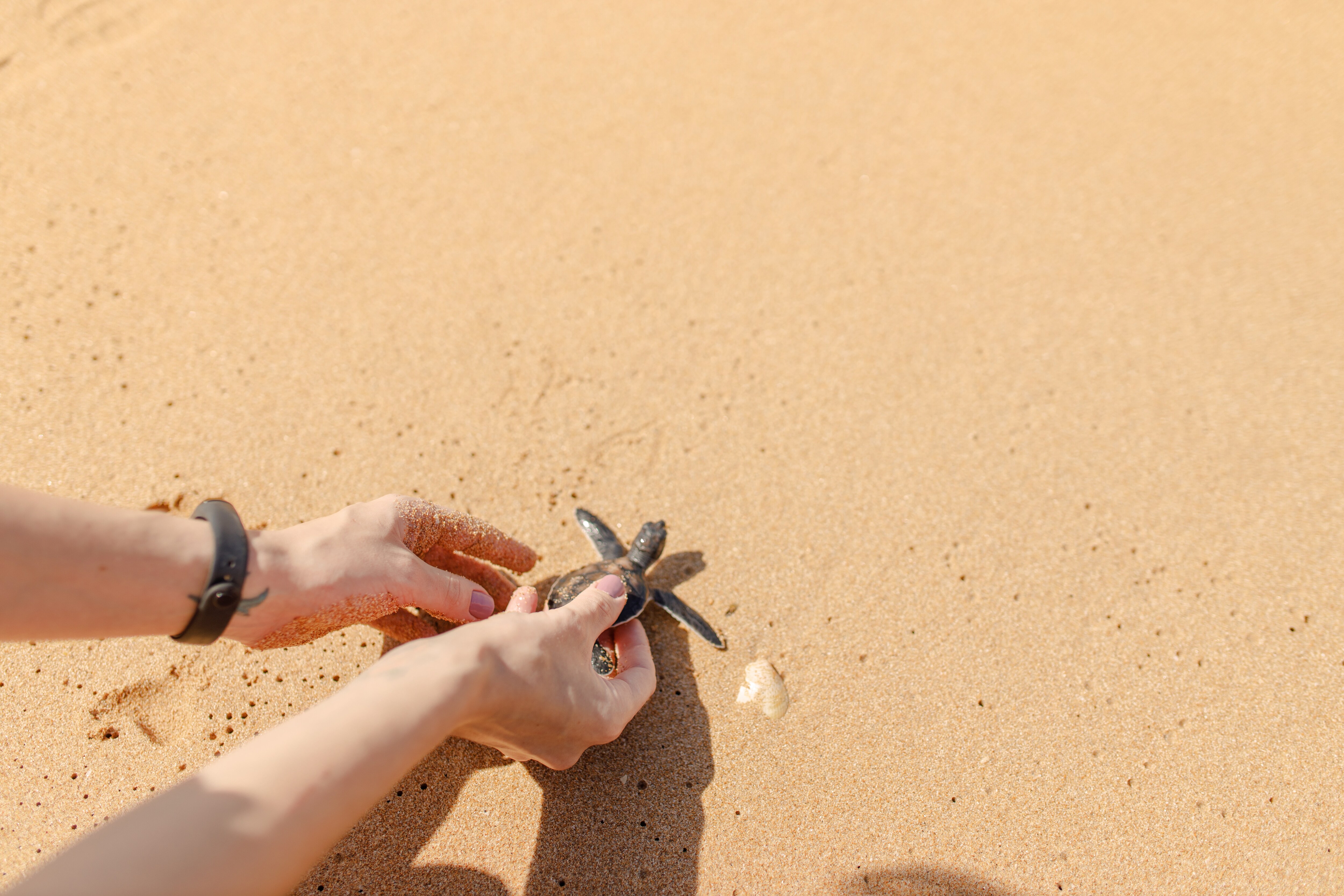 Human Placing Baby Turtle on Beach