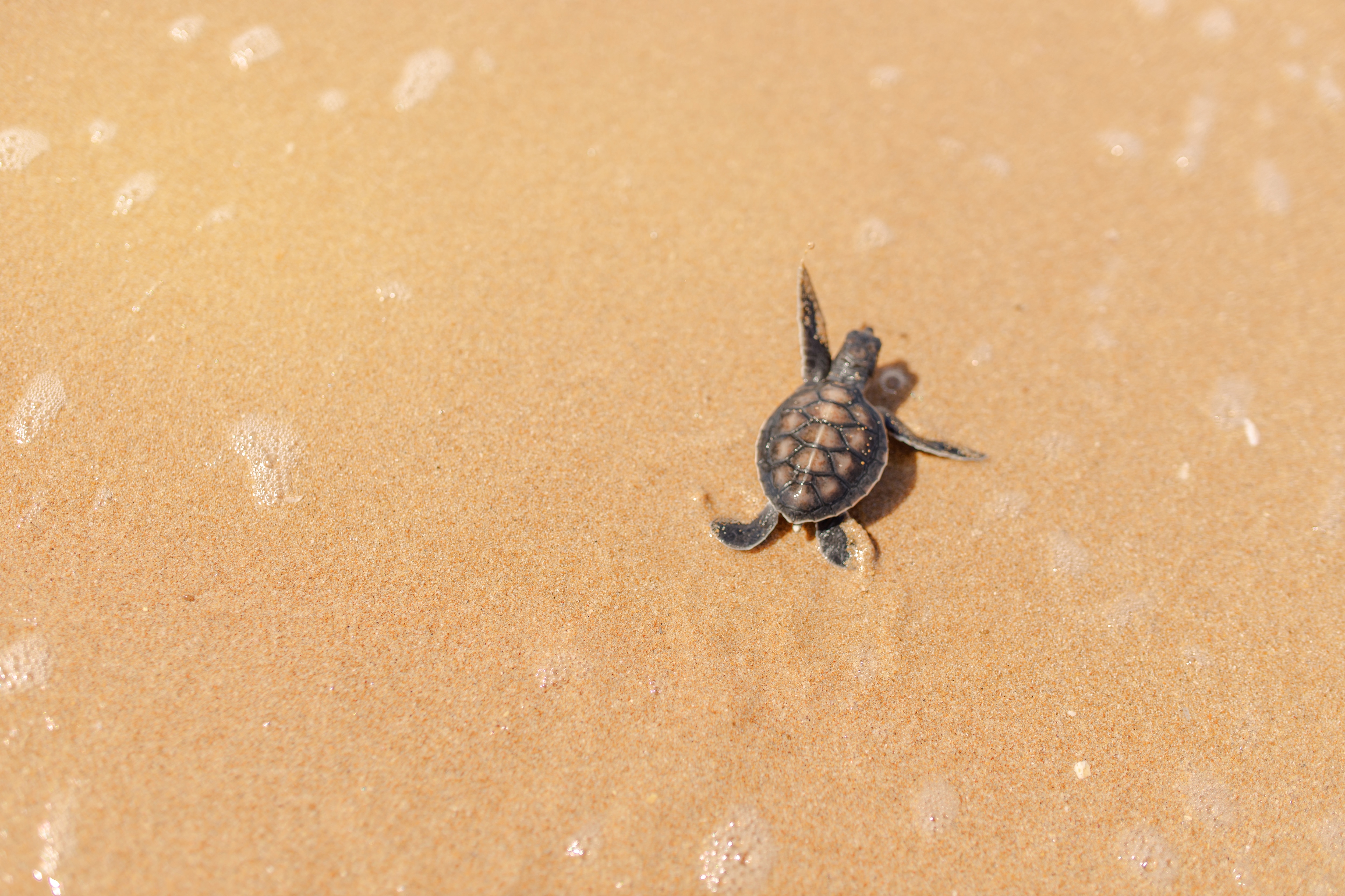 Turtle Walking to Ocean