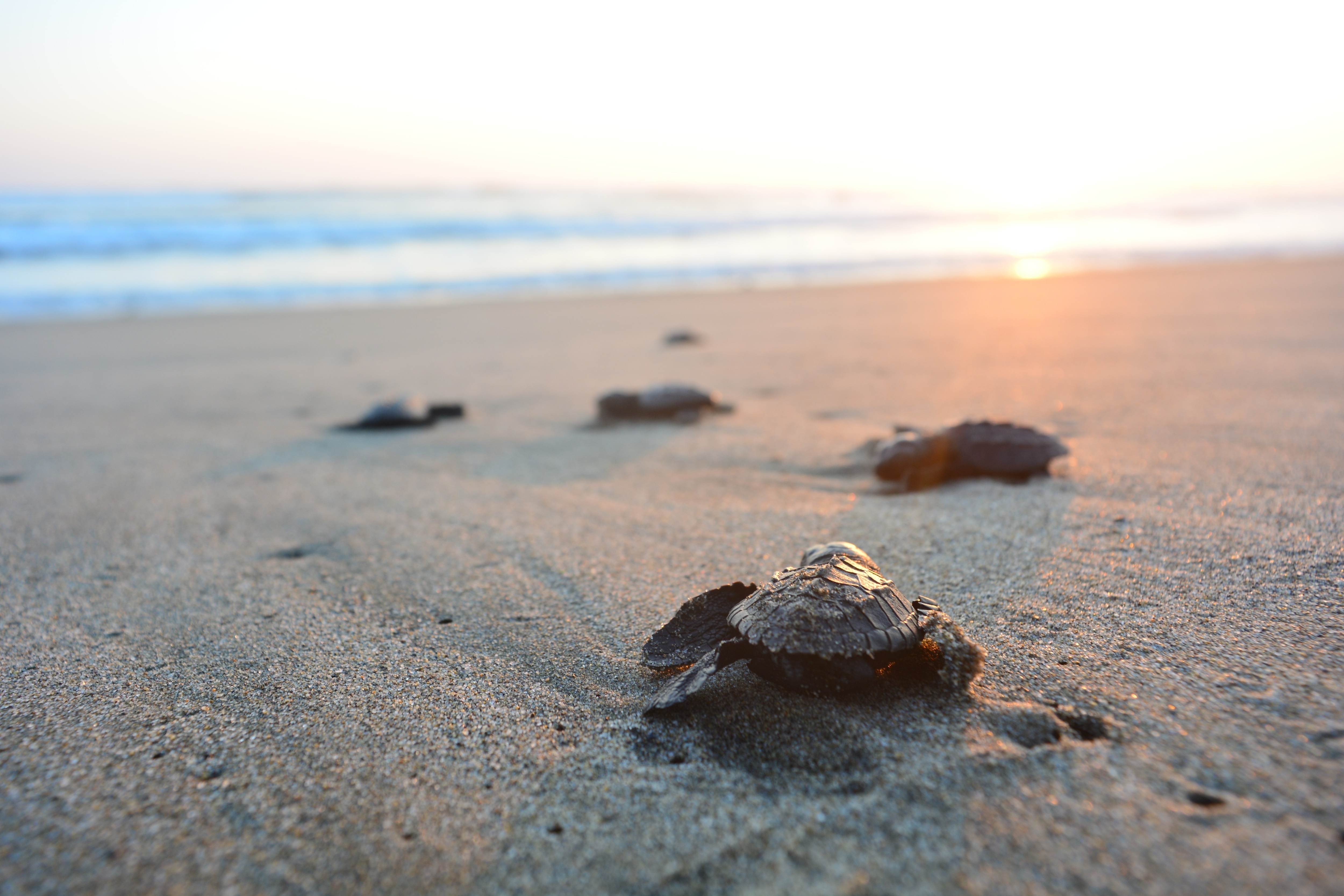 Turtle Release at Sunset