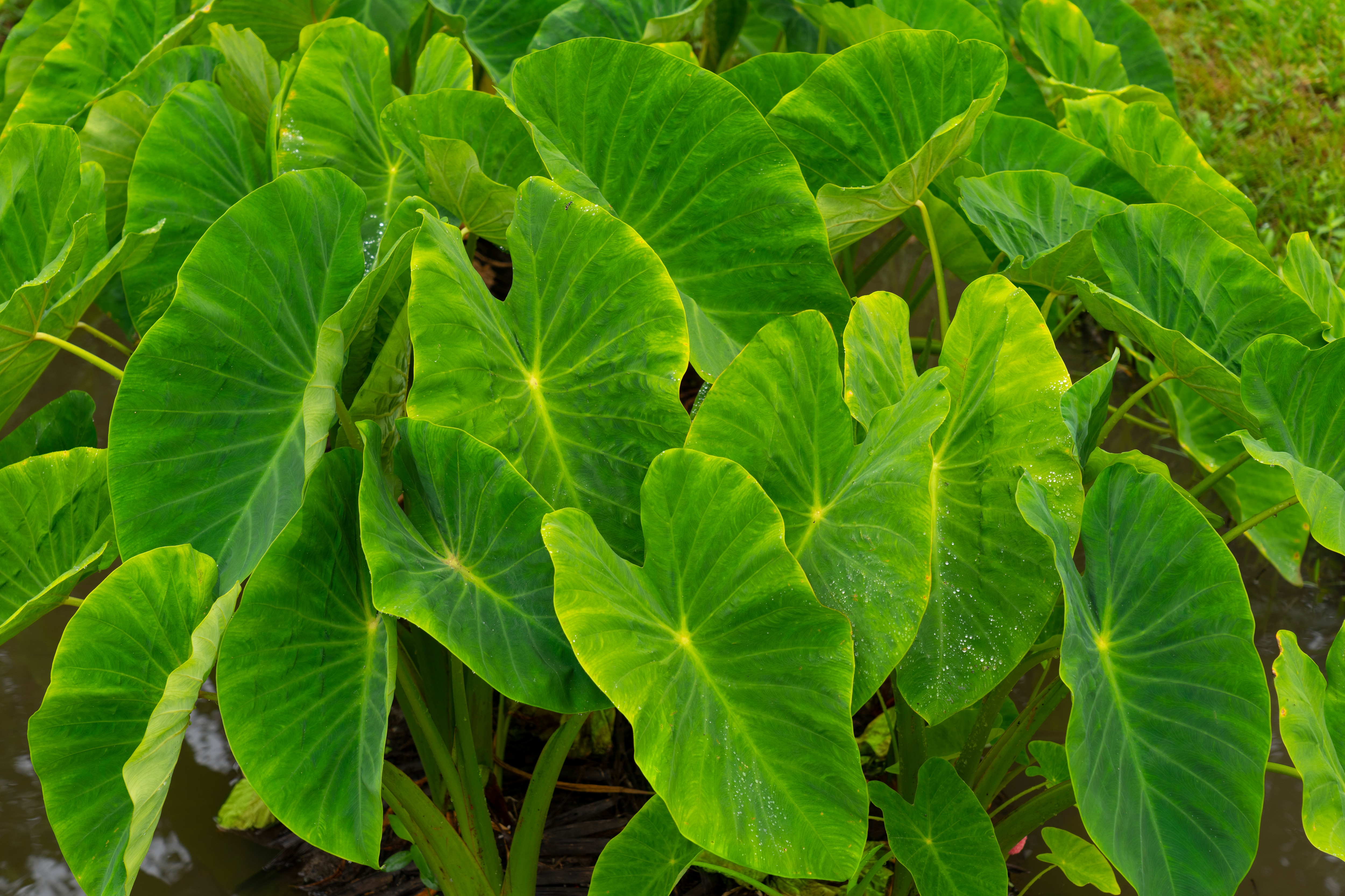 Taro close up