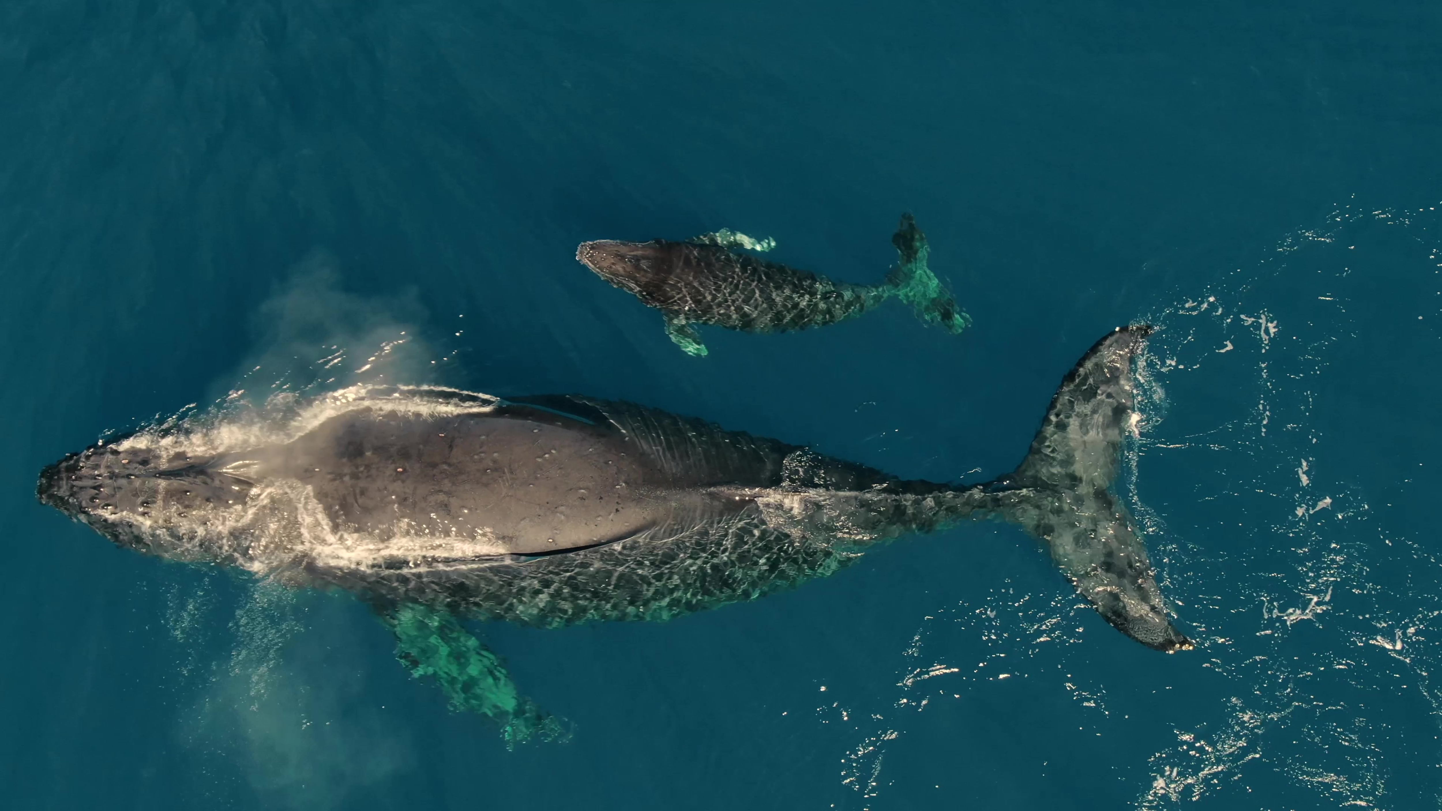 Humpback whales