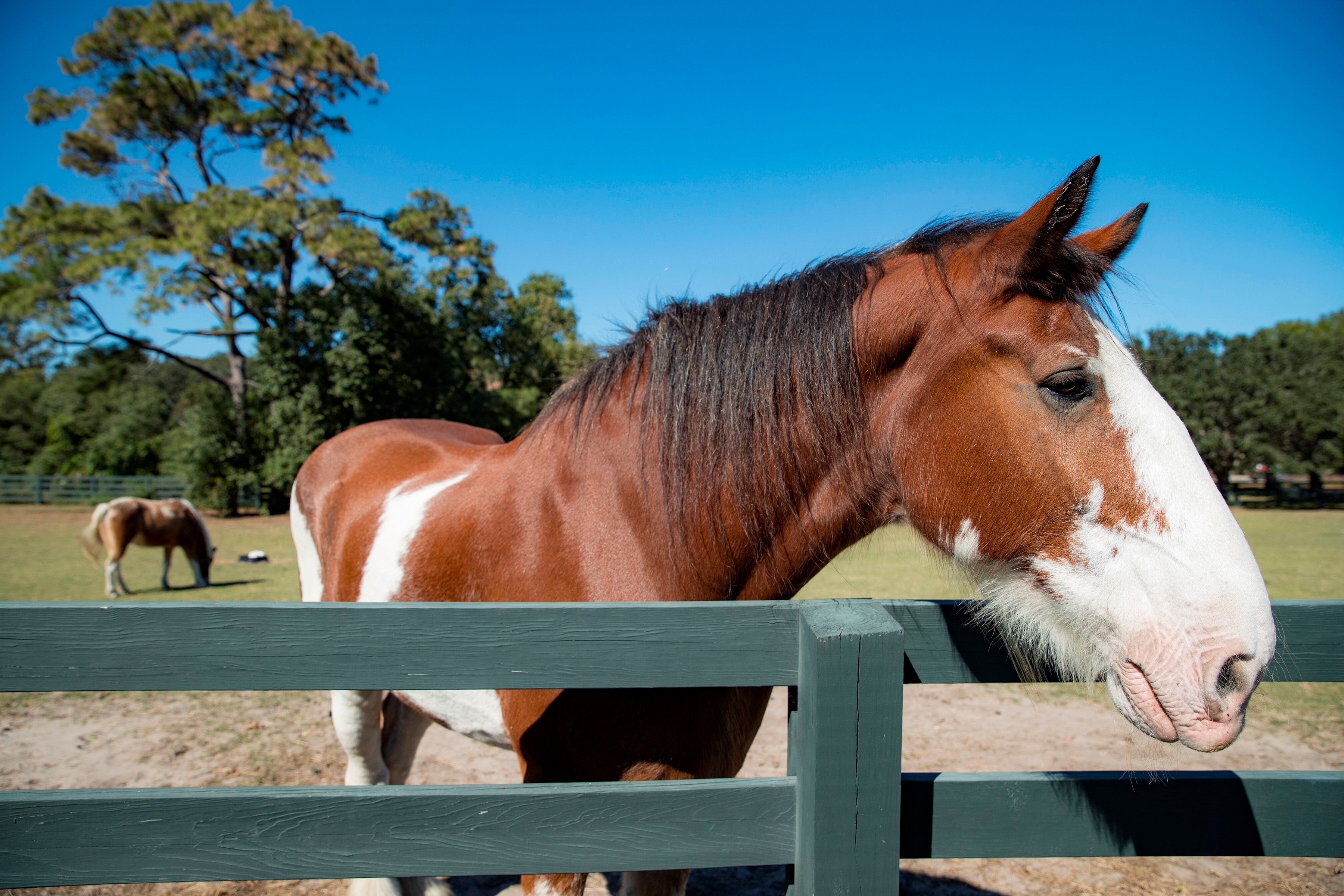 Horse
