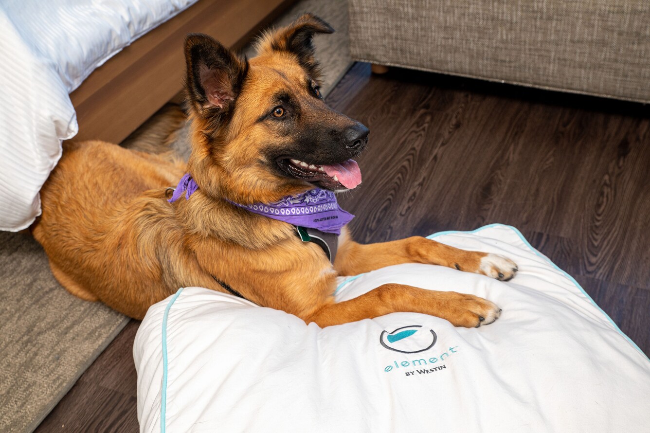 German Shepherd with a purple bandanna