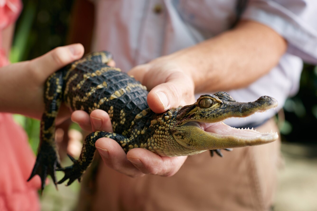 person holding a baby alligator