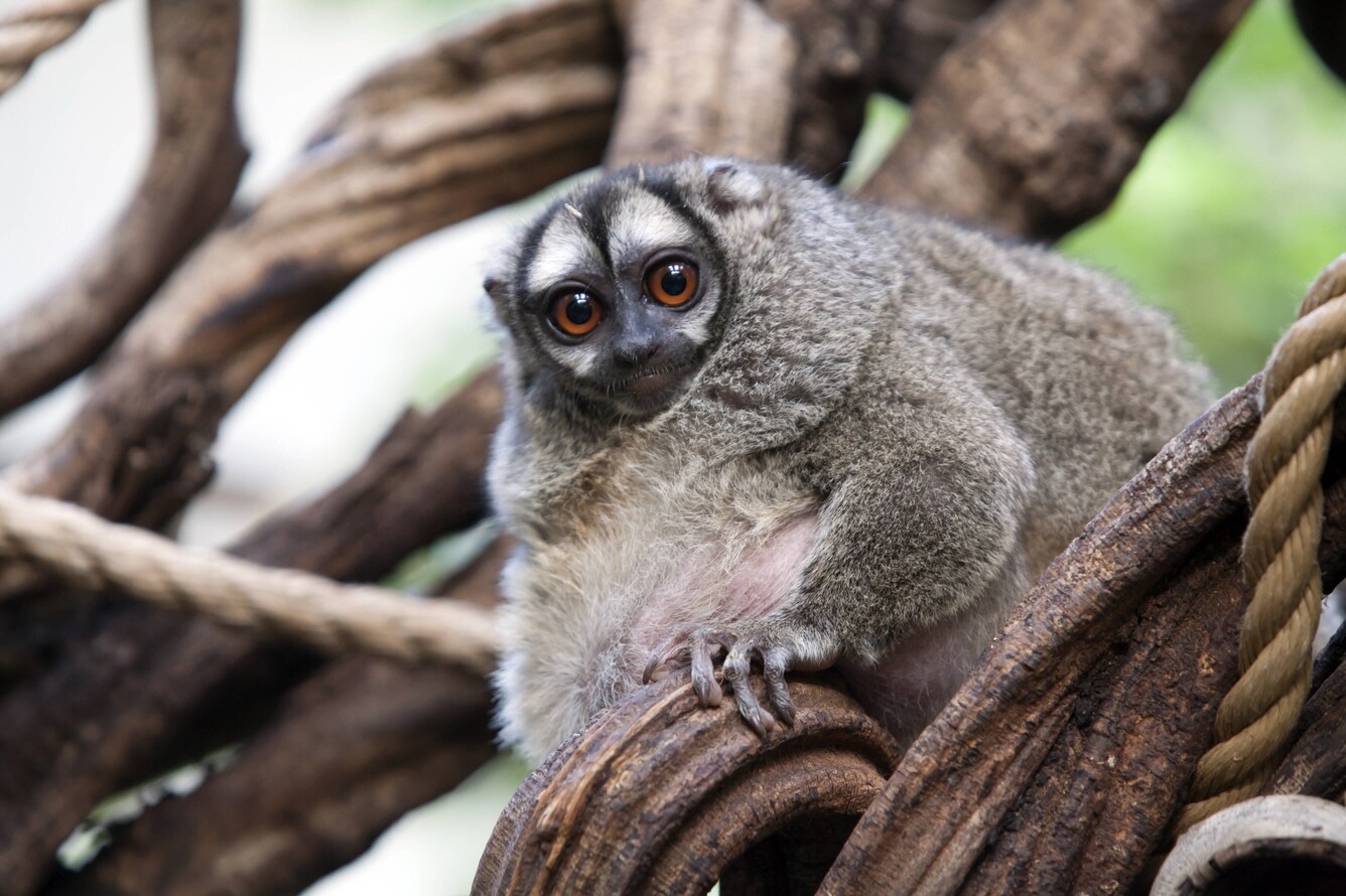 Lemurine Owl Monkey
