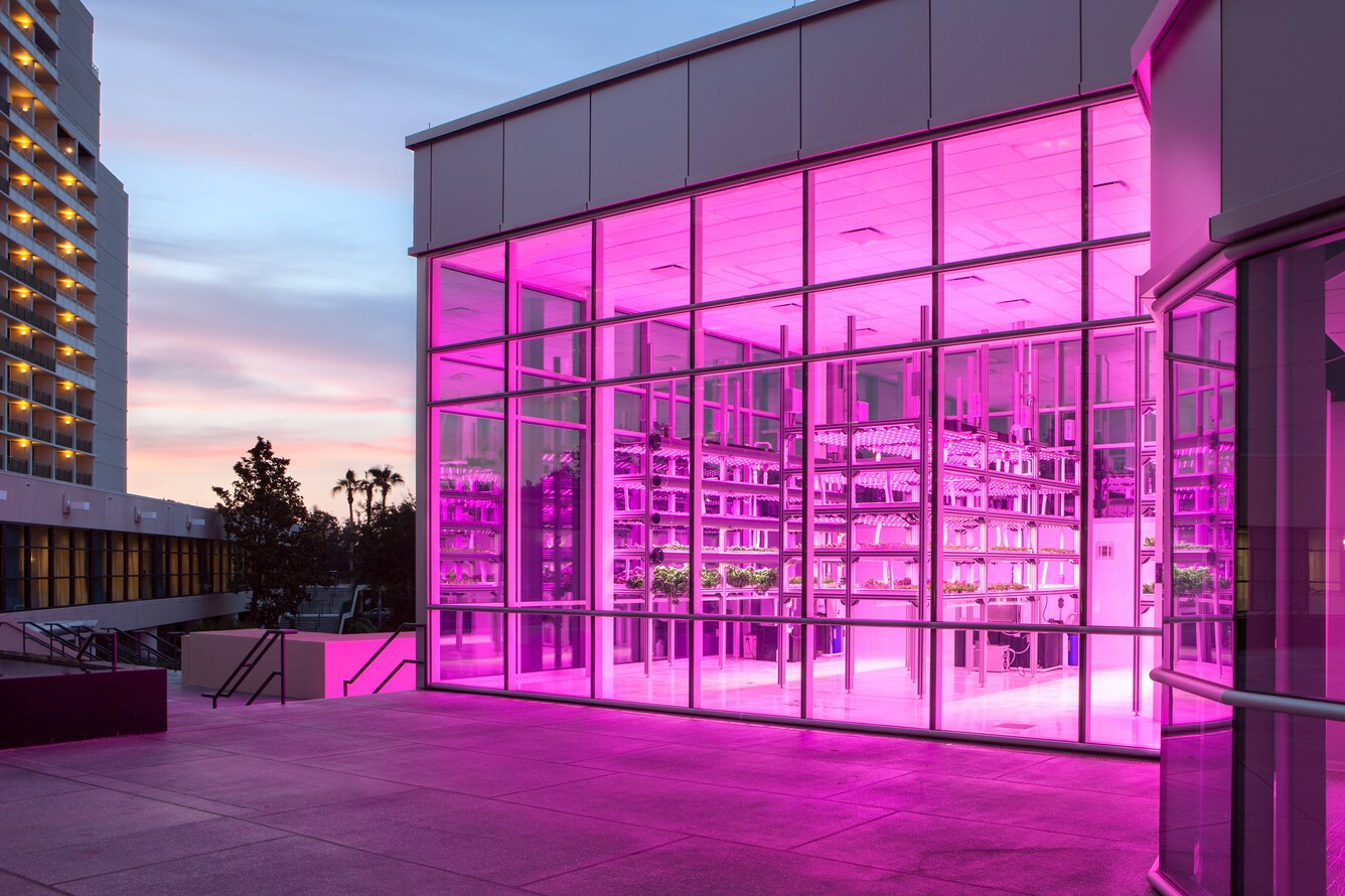 view of hycube greenhouse with pink hue