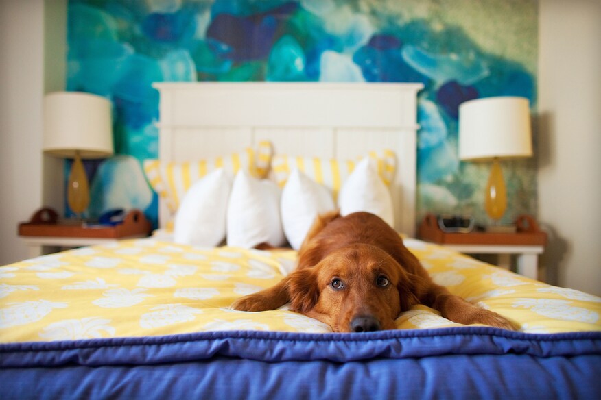 Golden Retriever laying on a hotel bed.