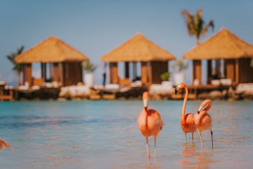 Renaissance Island Flamingo Family