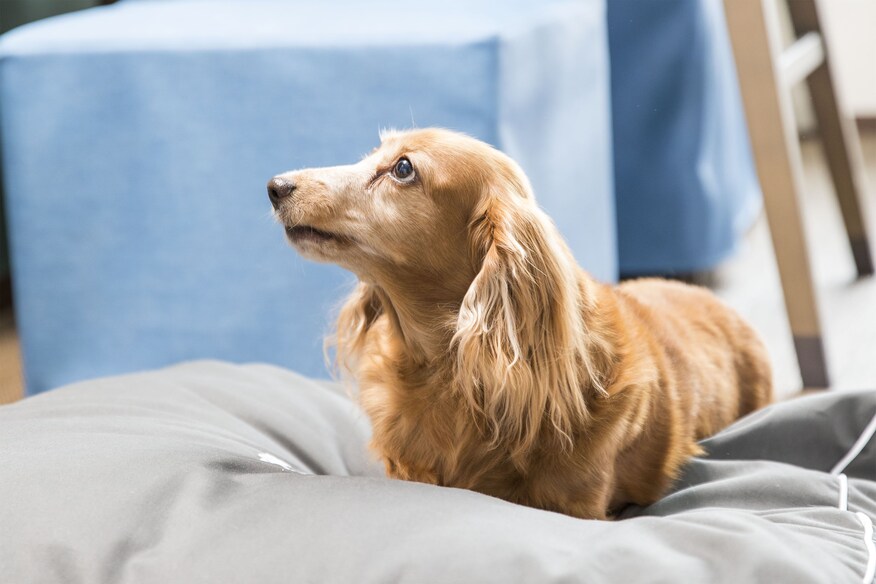 English Cream dachshund sitting on white linens with blue background