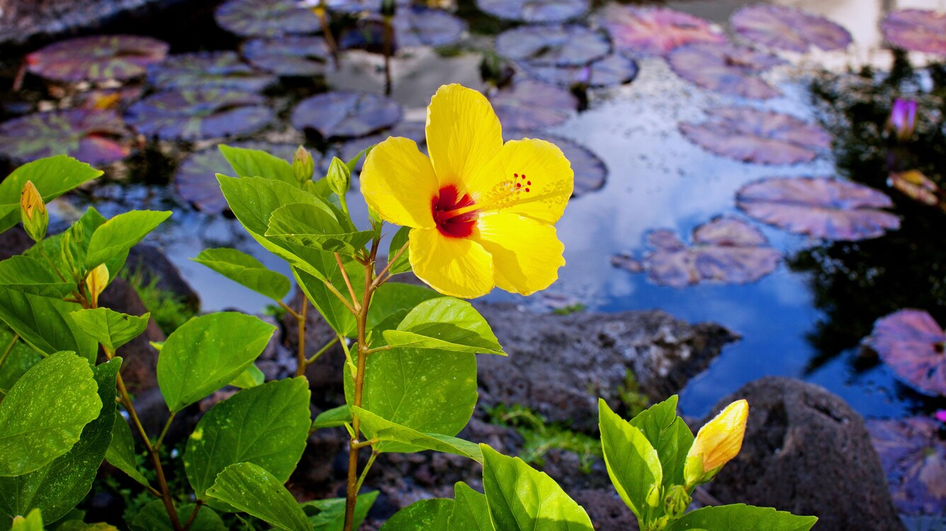 Yellow tropical flower in front of pond with lily pads.