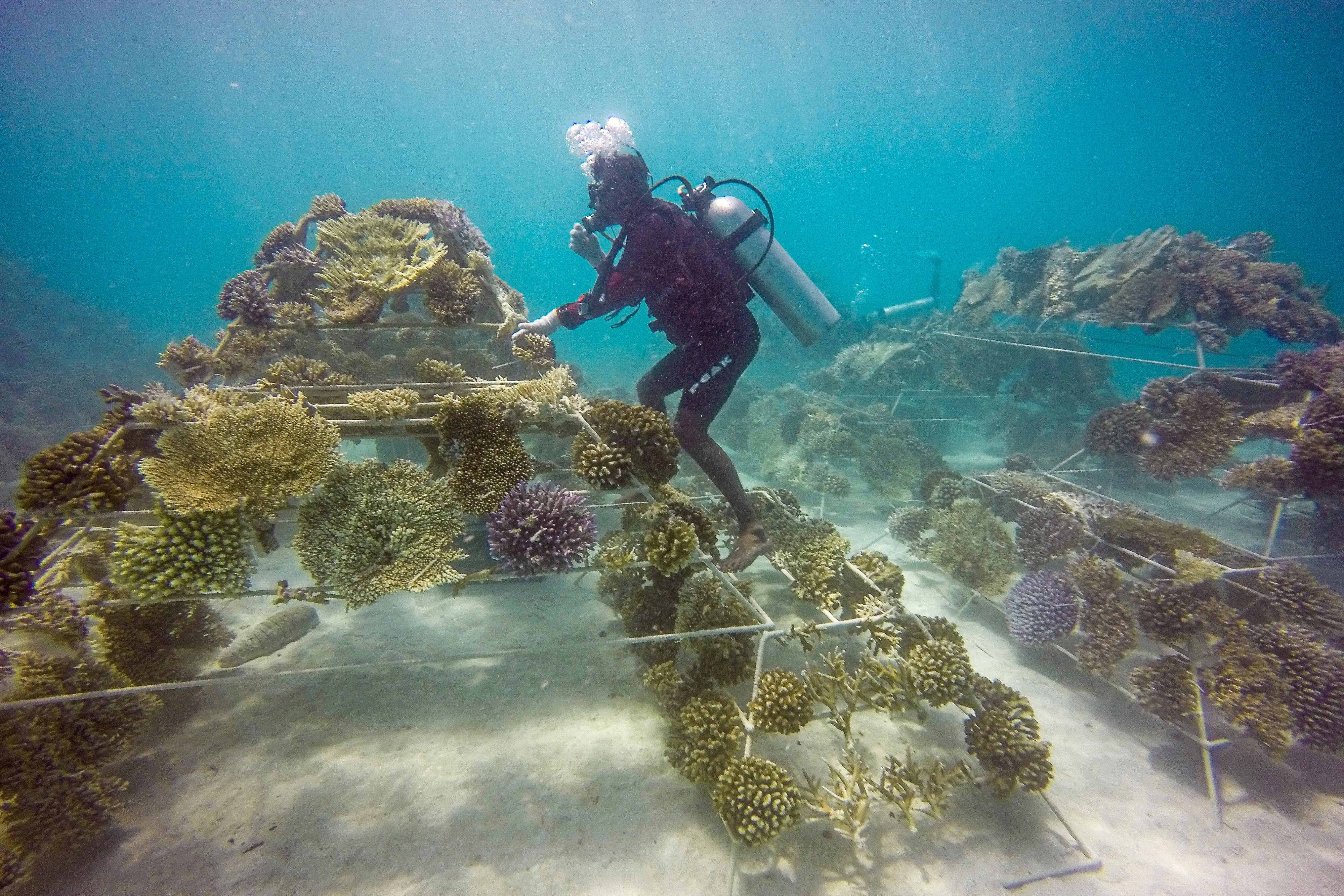 Rescued coral colonies.