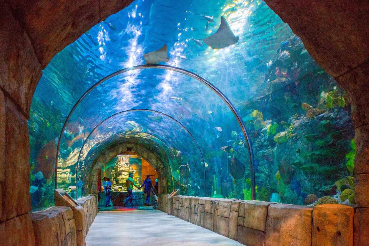 msyci_AttractionsNearFrenchQuarter_aquarium