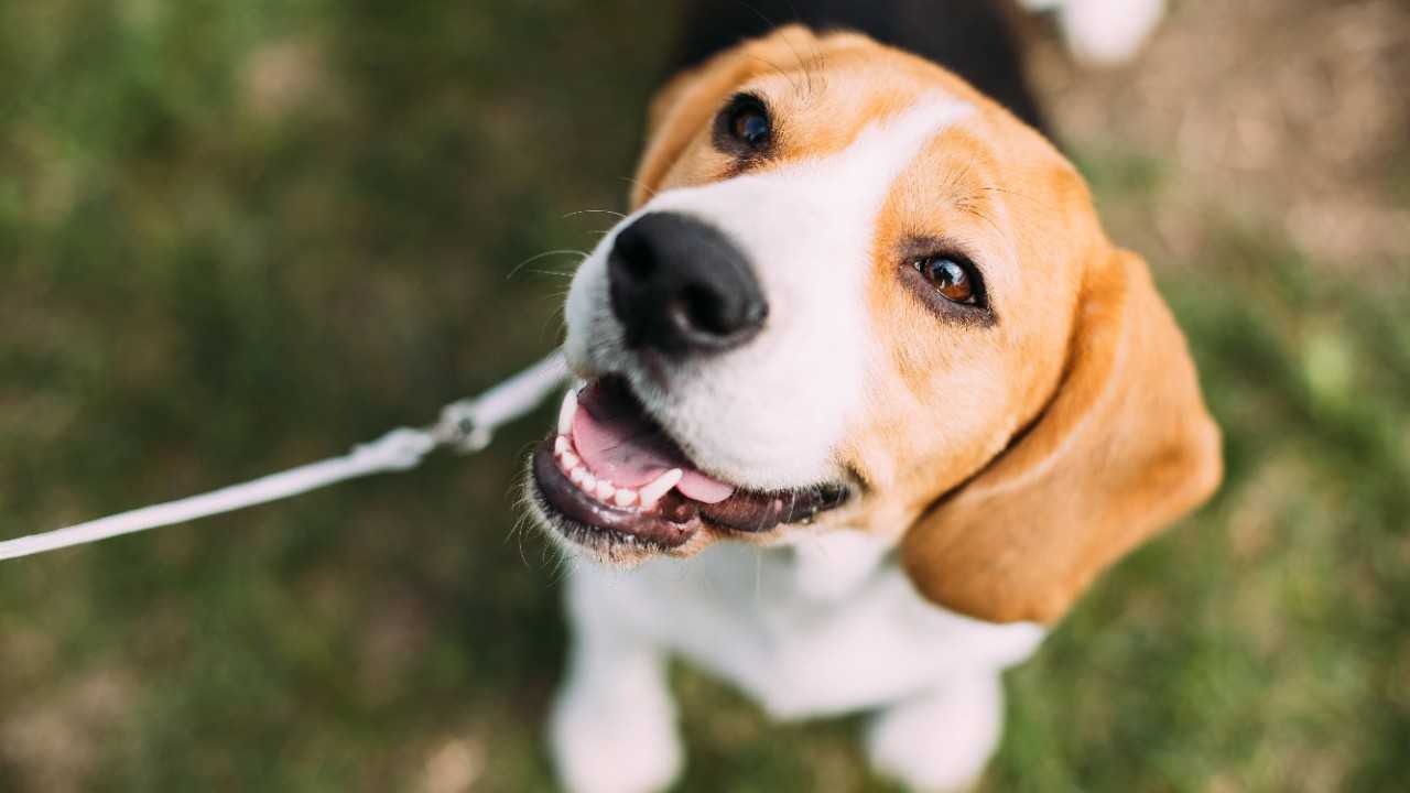 orfsi_petfriendly_home