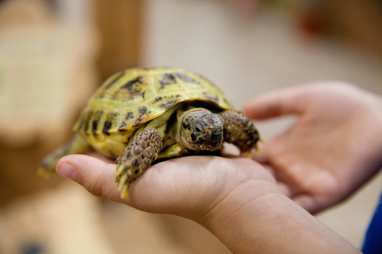 kid holding turtle in hand