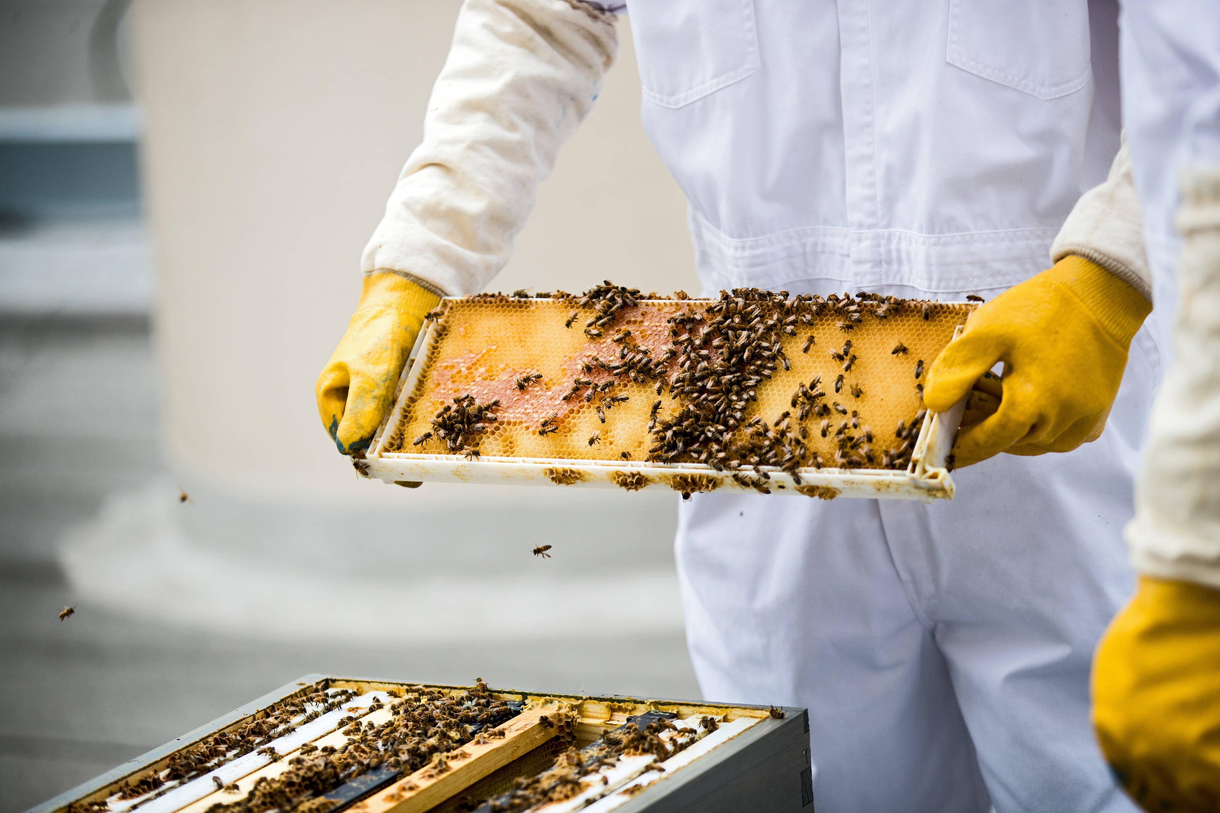 Beehive