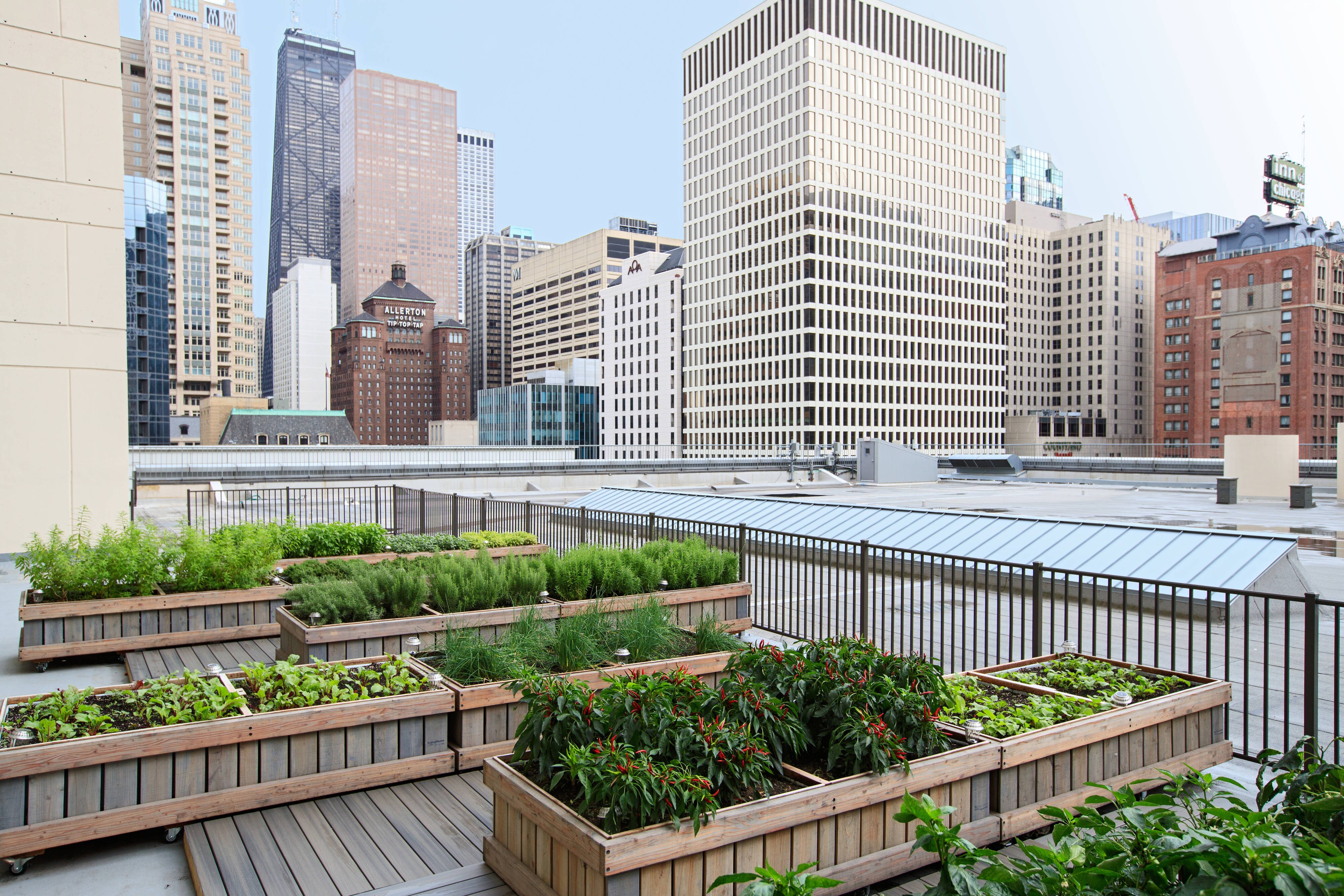 Rooftop garden with downtown view