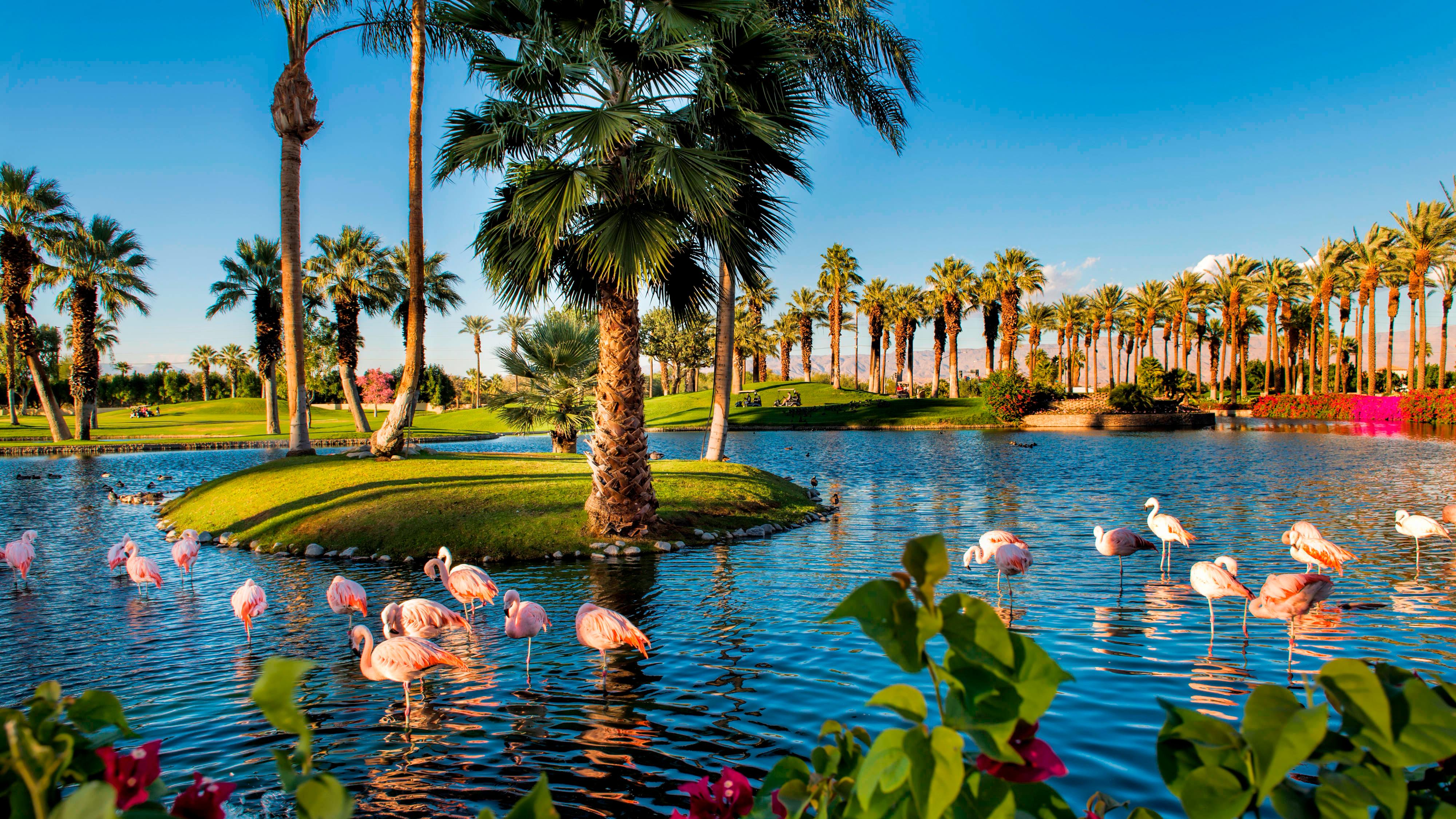 Pink flamingos on water surrounded by palm trees