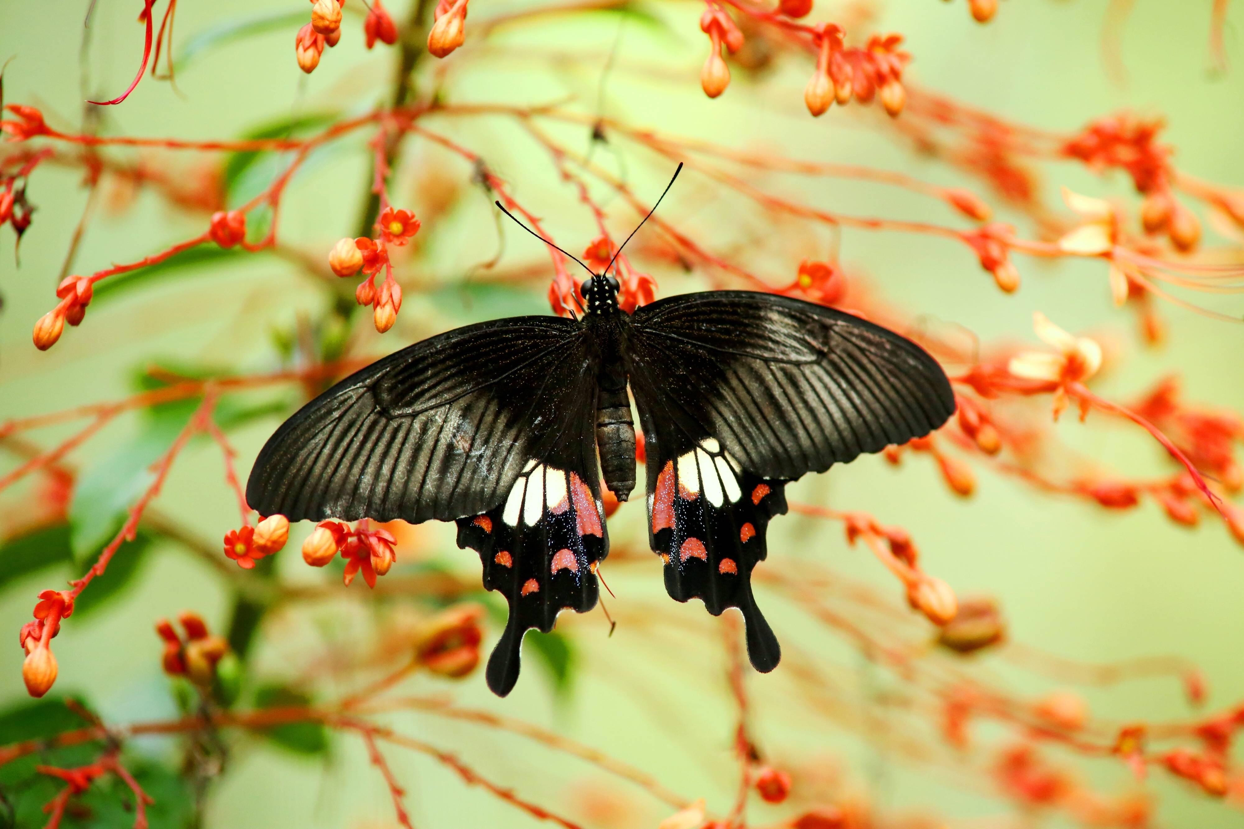 Black pinstriped butterfly on orange stalks with small orange flowers