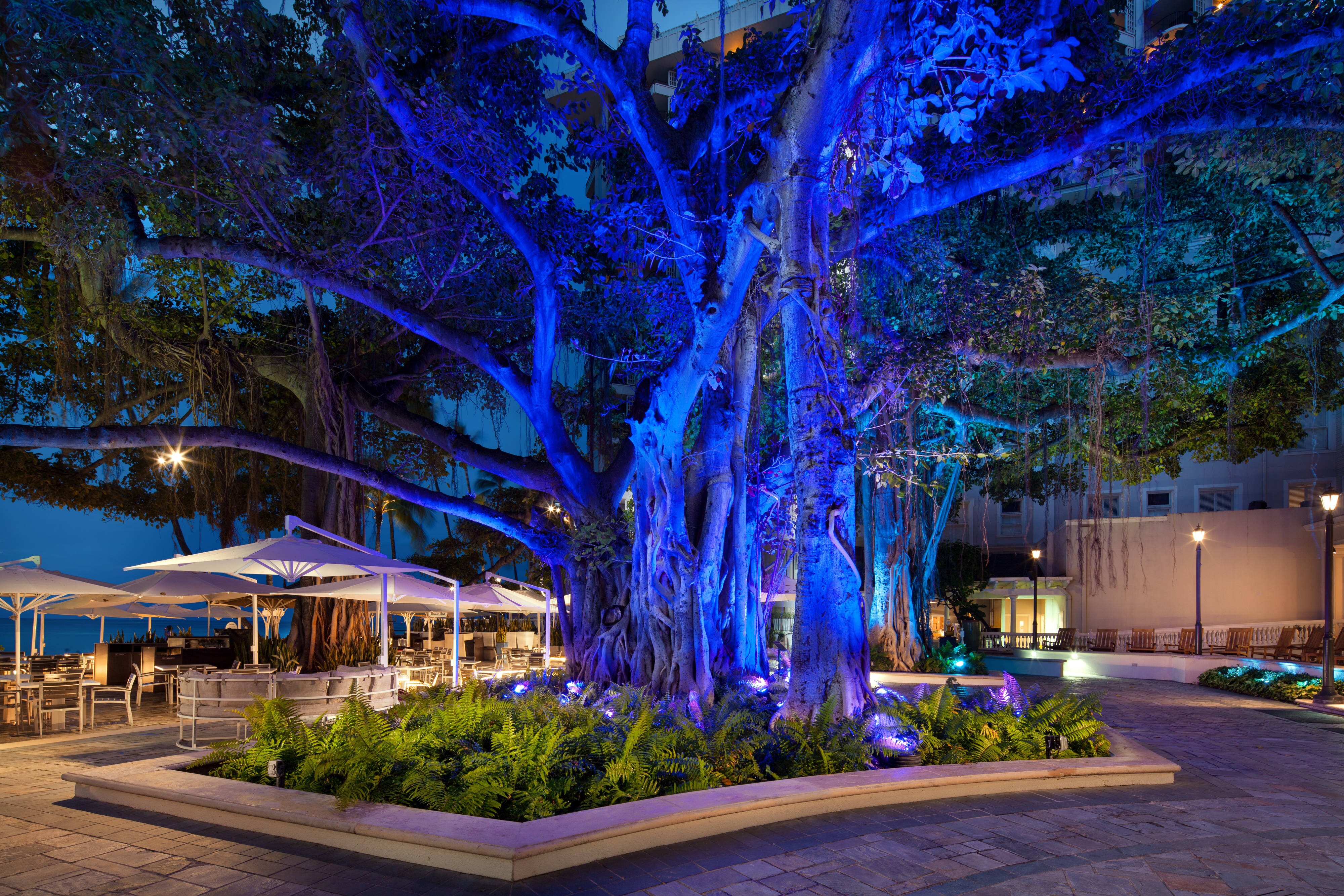Large tree lit with blue lights